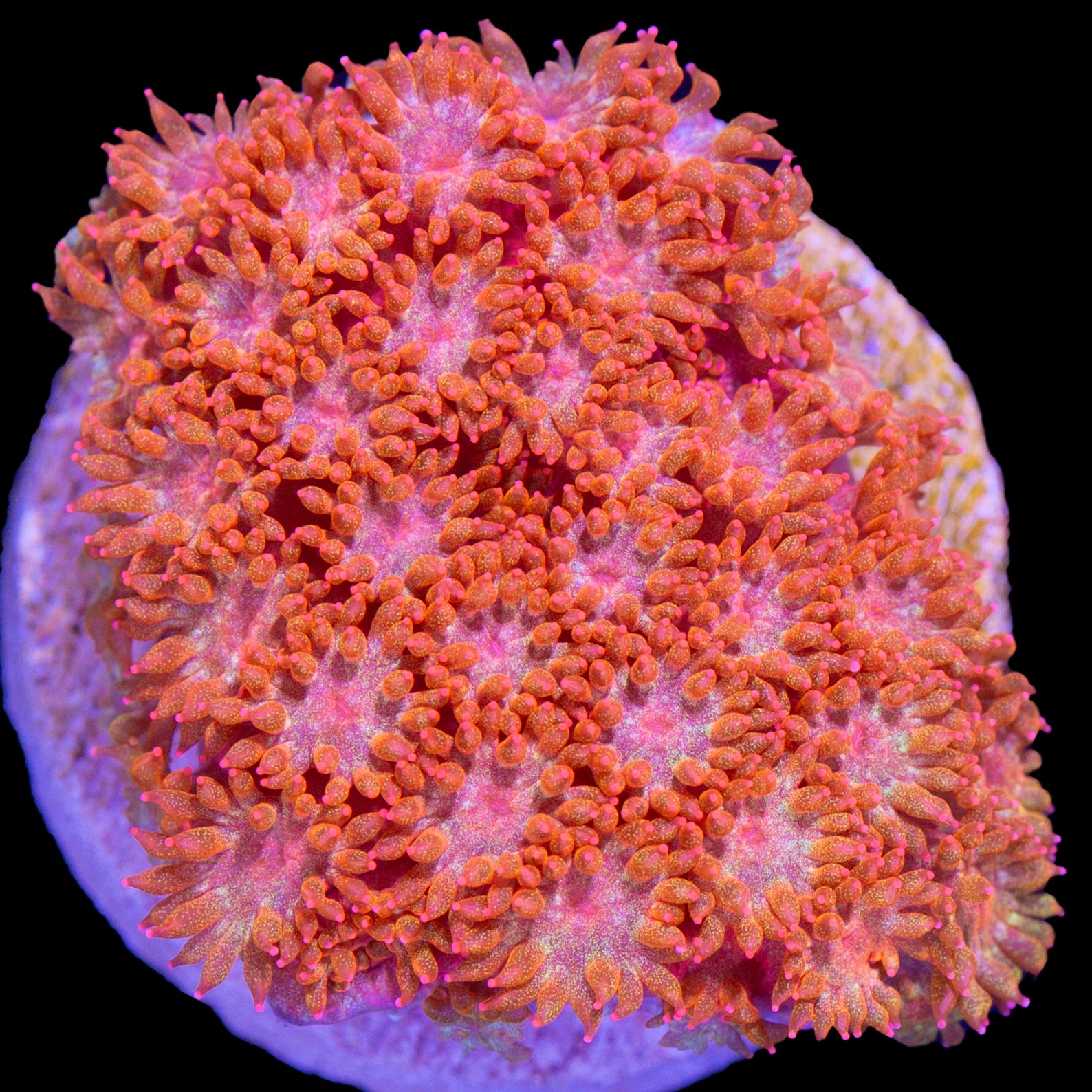 Rainbow Bernardpora Coral