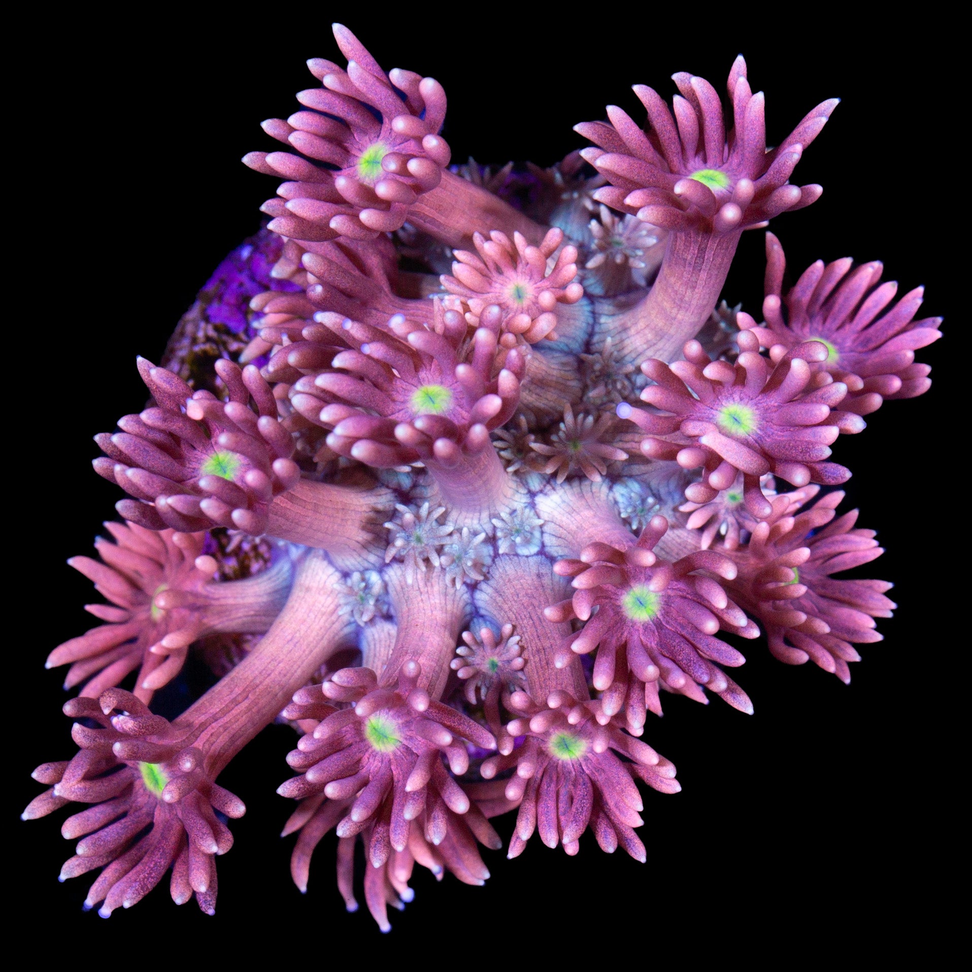 Ultra Goniopora Coral