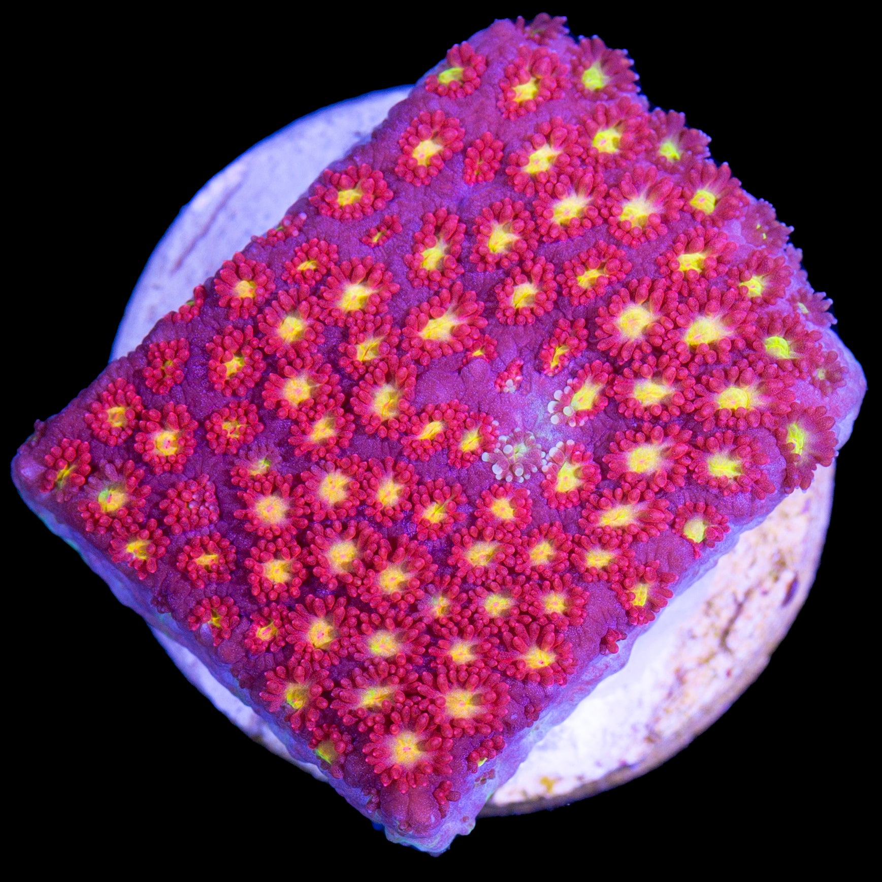 Strawberry Fields Bernardpora Coral