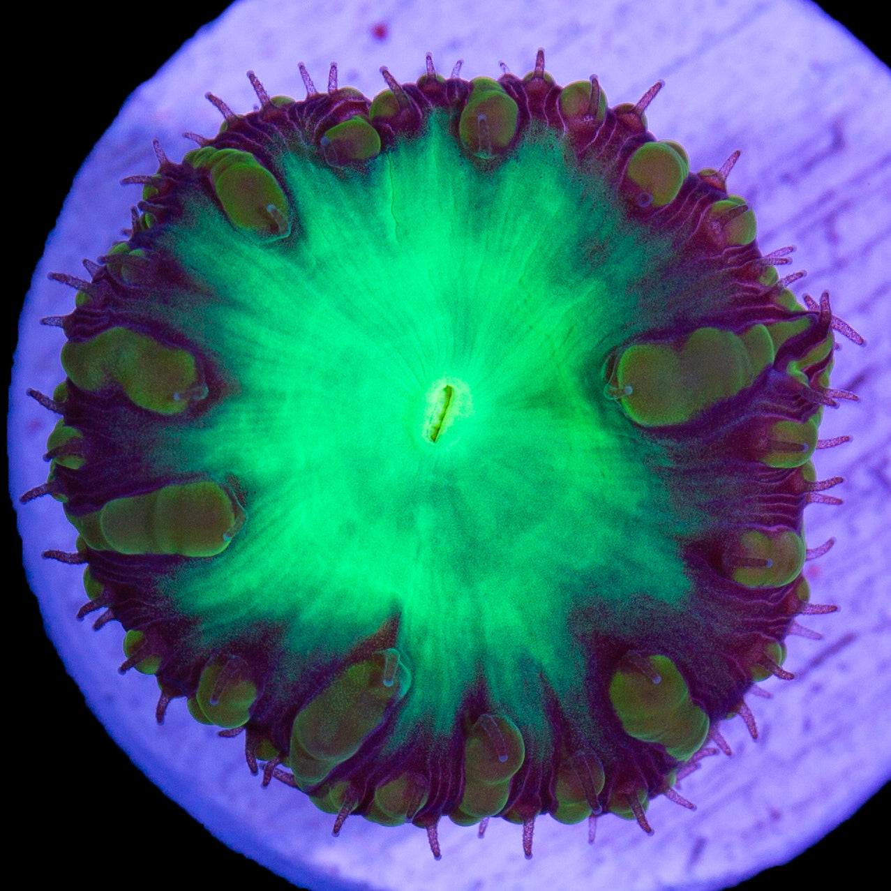 Emerald Blastomussa Coral
