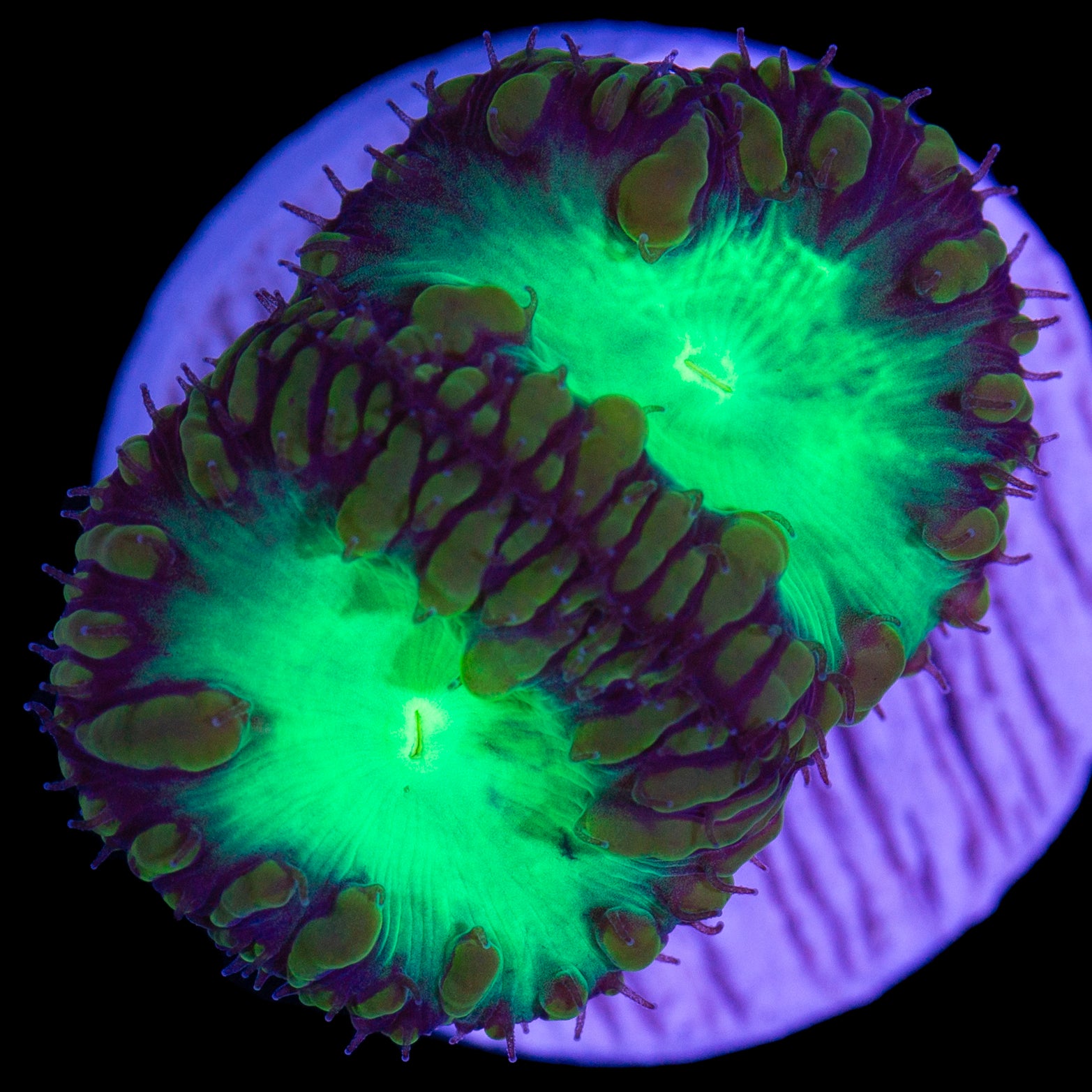Emerald Blastomussa Coral