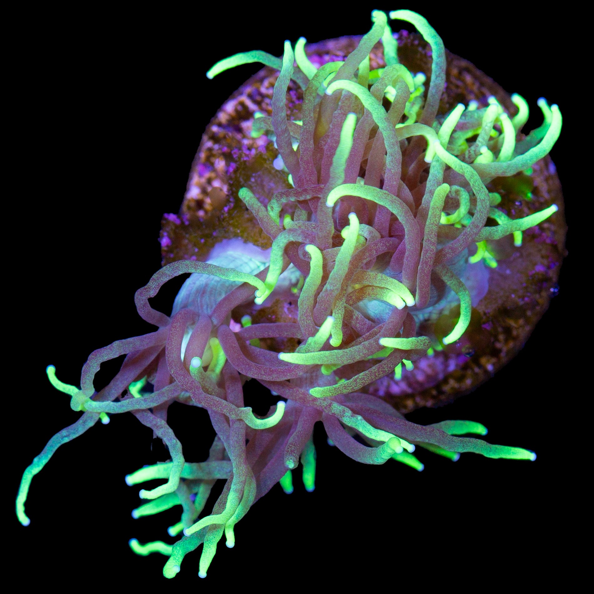Neon Green Goniopora Coral