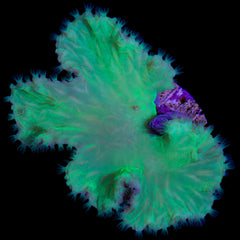 Neon Green Cabbage Leather Coral - Vivid Aquariums