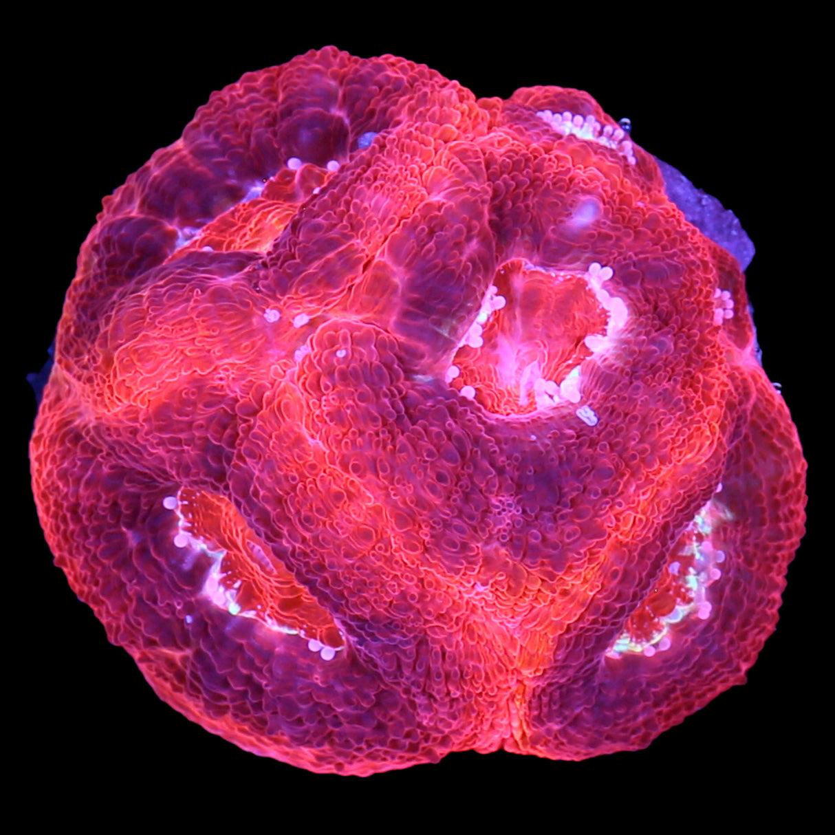 Red Hot Bowerbanki Coral