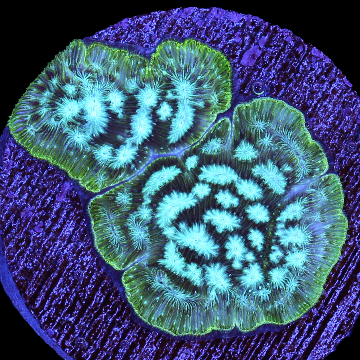 Brain Freeze Leptoseris Coral