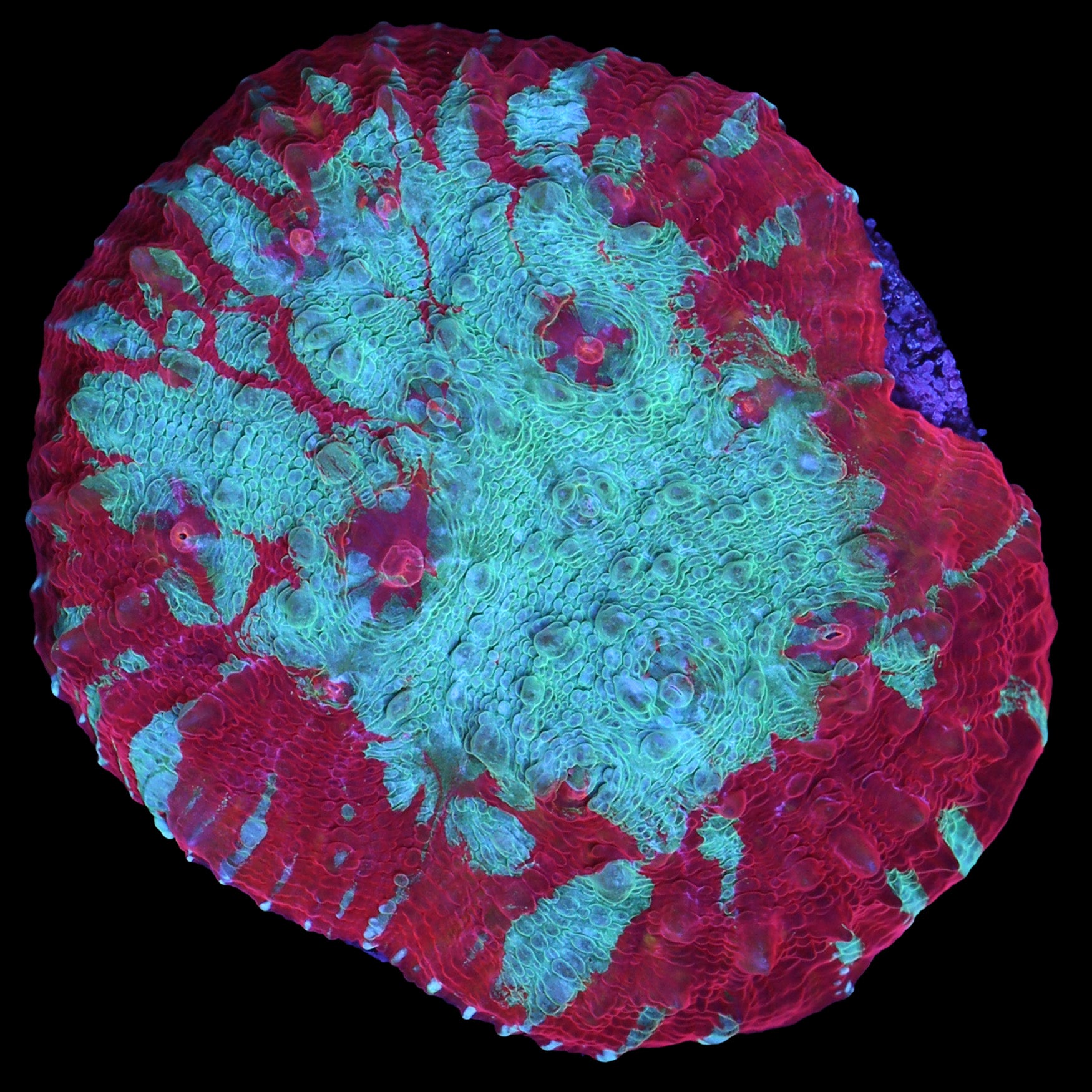 Hot Tamale Echinophyllia Coral