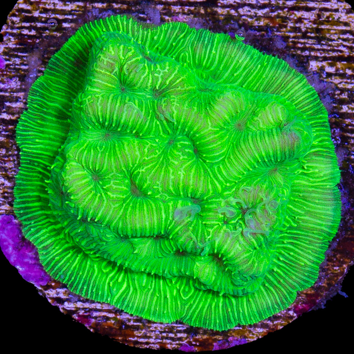 Convict Leptoseris Coral