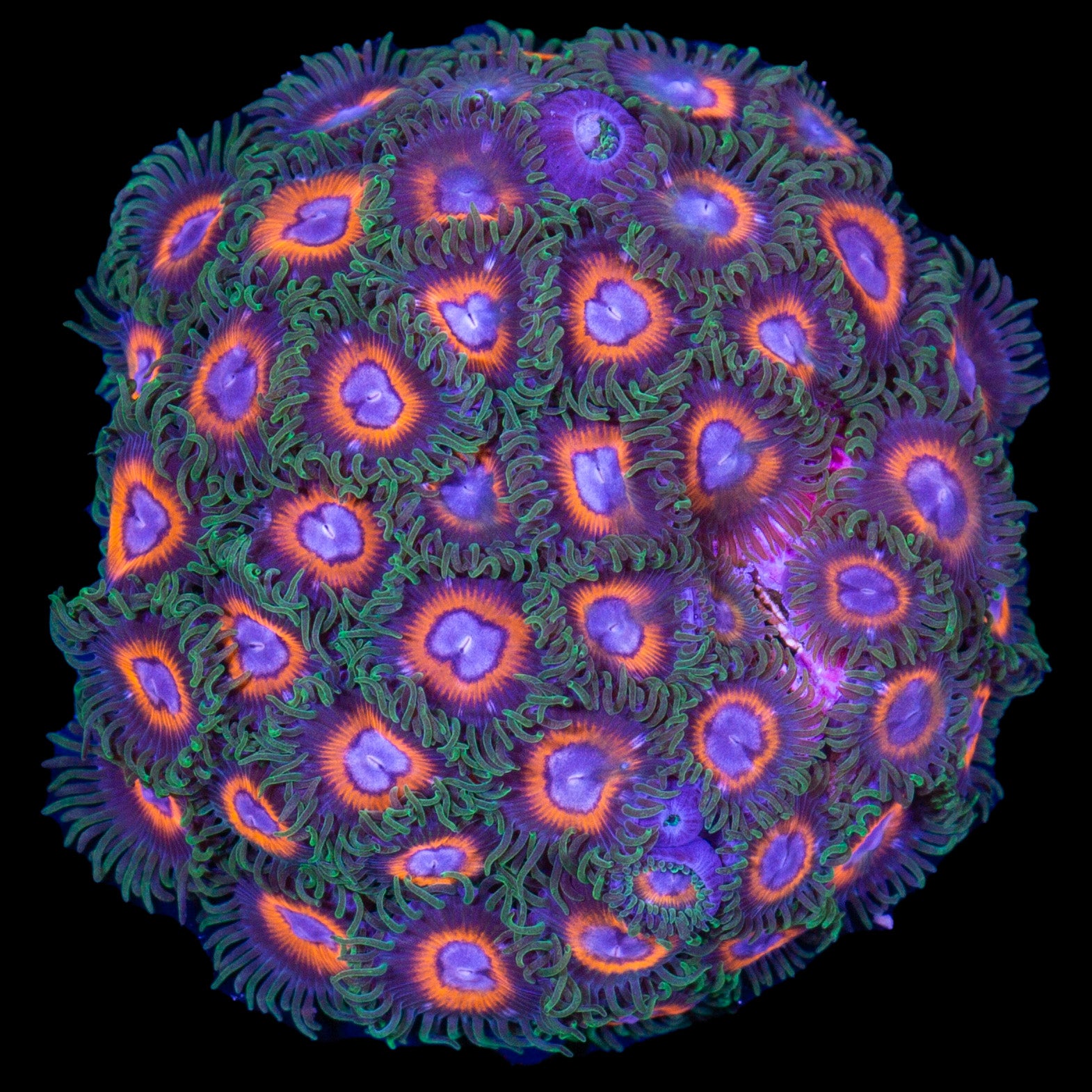 Vivid's Poker Face Zoanthids