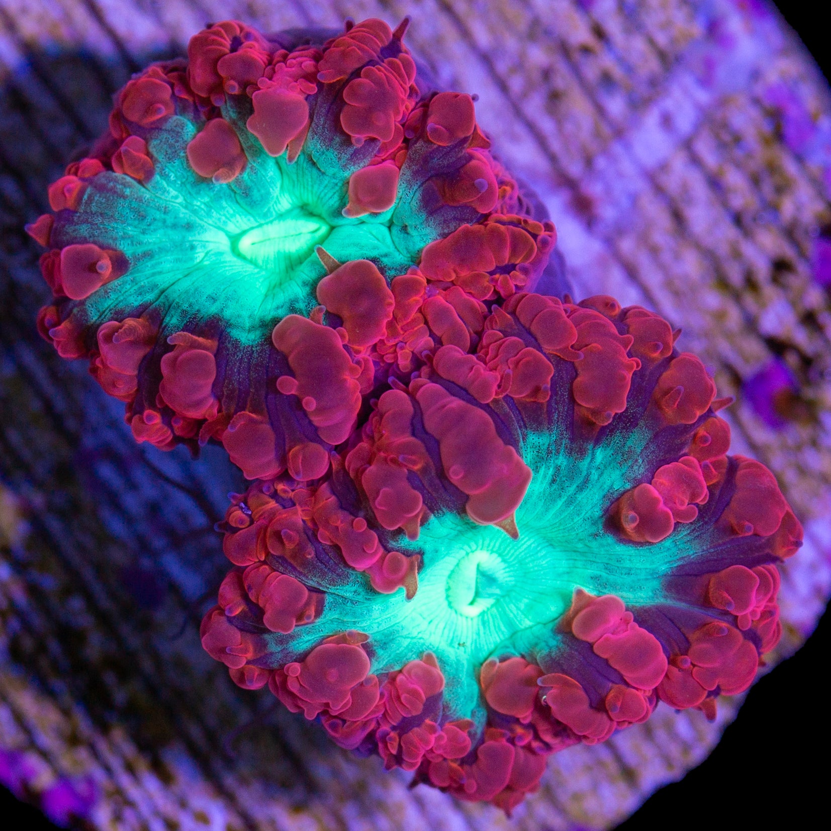 Red & Green Blastomussa Coral
