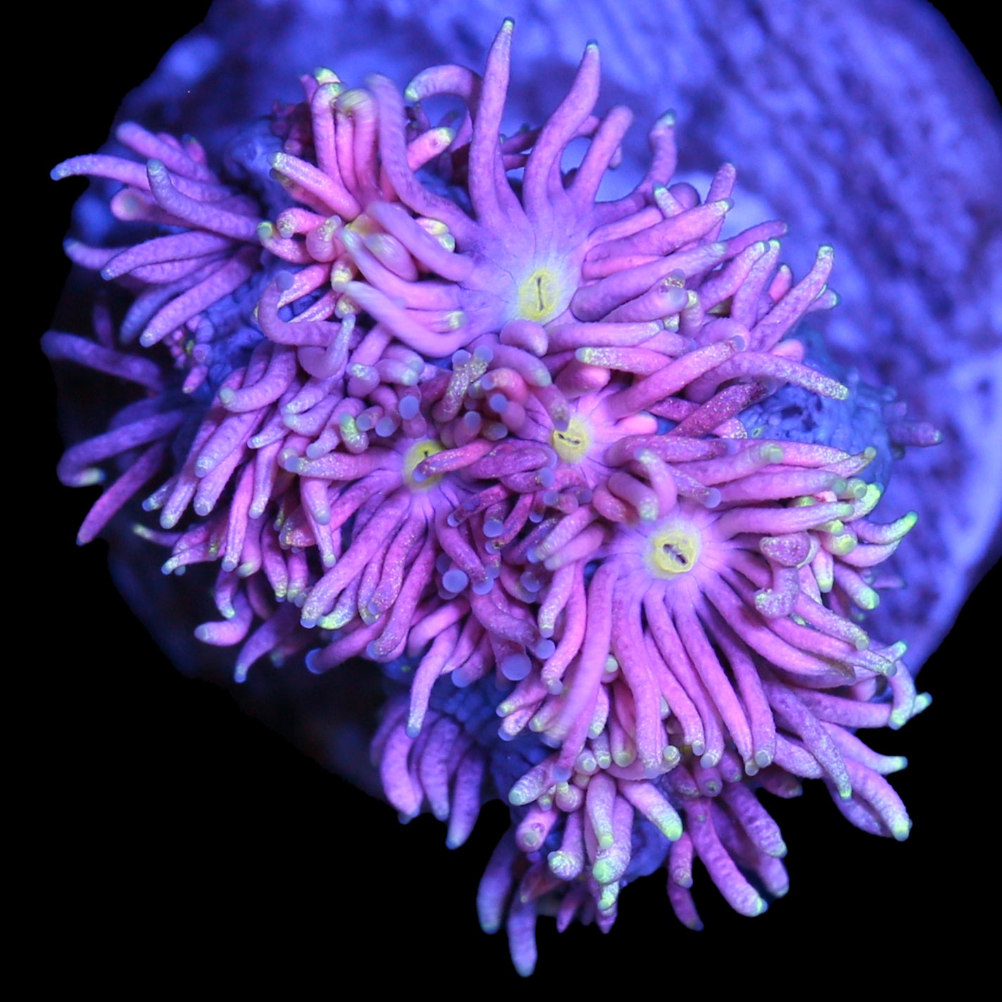 Pink Firefly Goniopora Coral