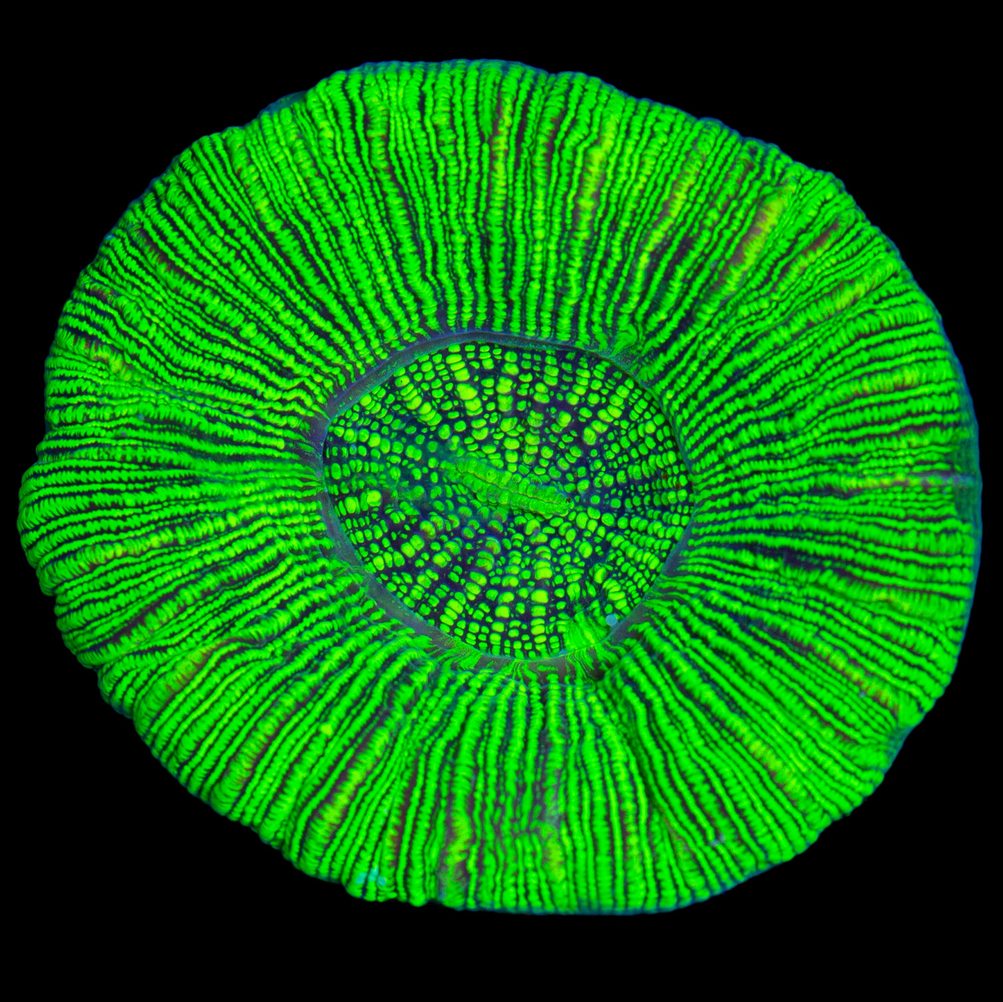 Neon Green Trachyphyllia Coral