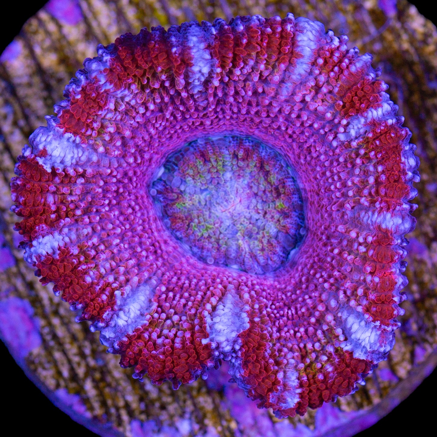 Valentines Acan Lord Coral