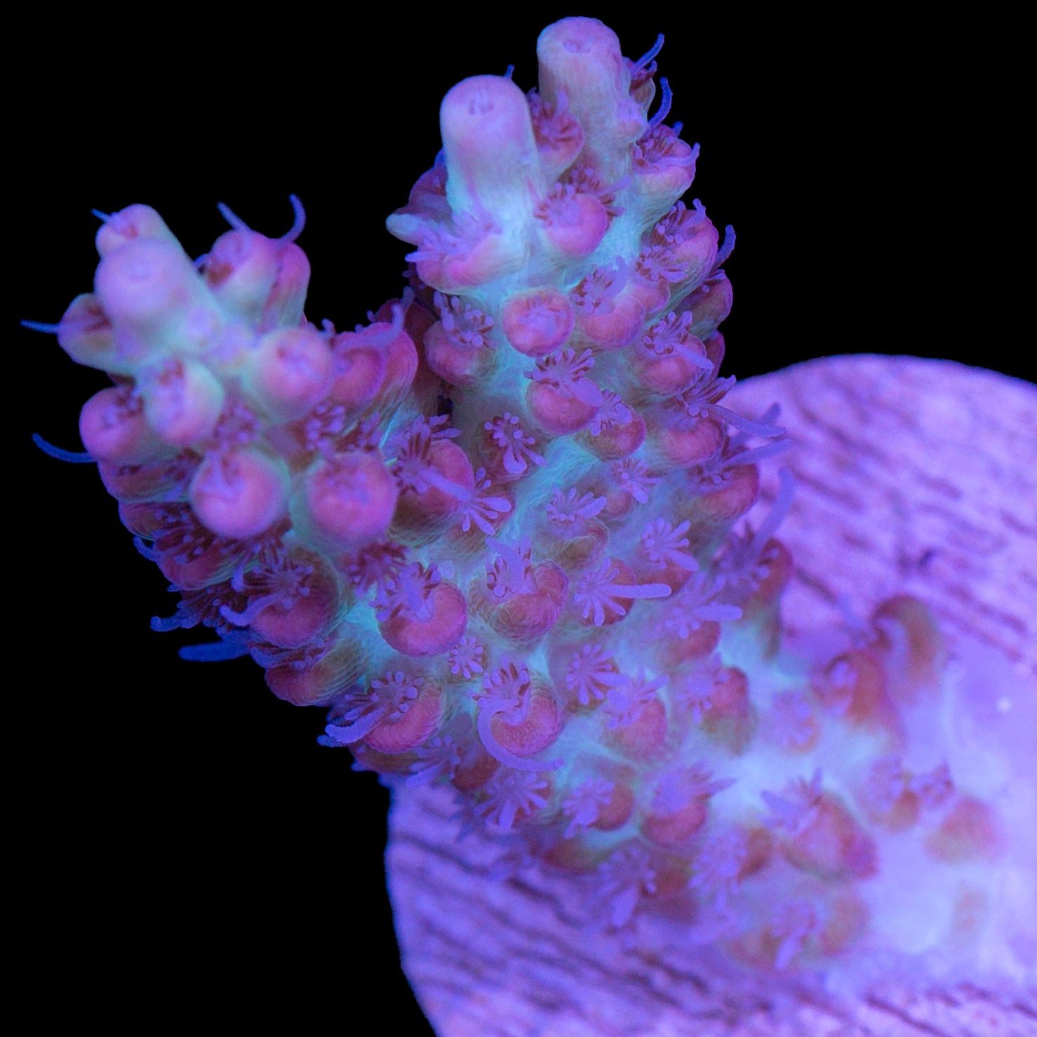 Strawberry Shortcake Acropora Coral