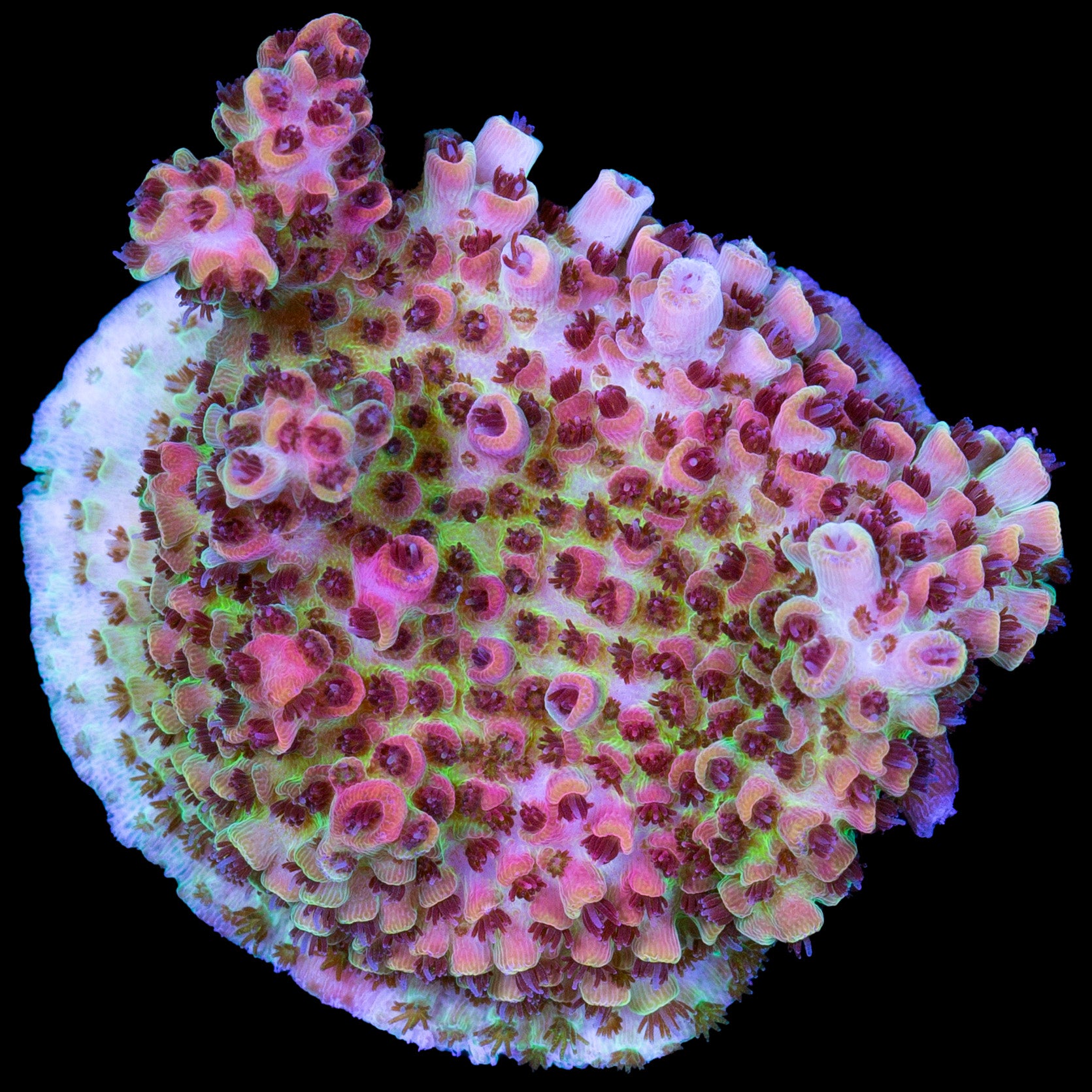 Red Planet Acropora Coral - Chunky Frag