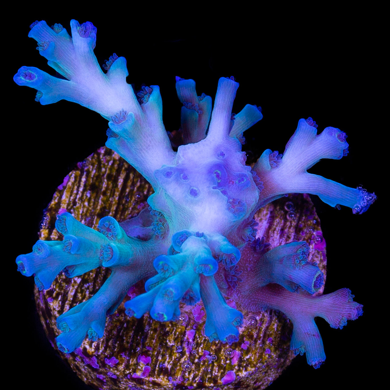 Ice Fire Echinata Acropora Coral