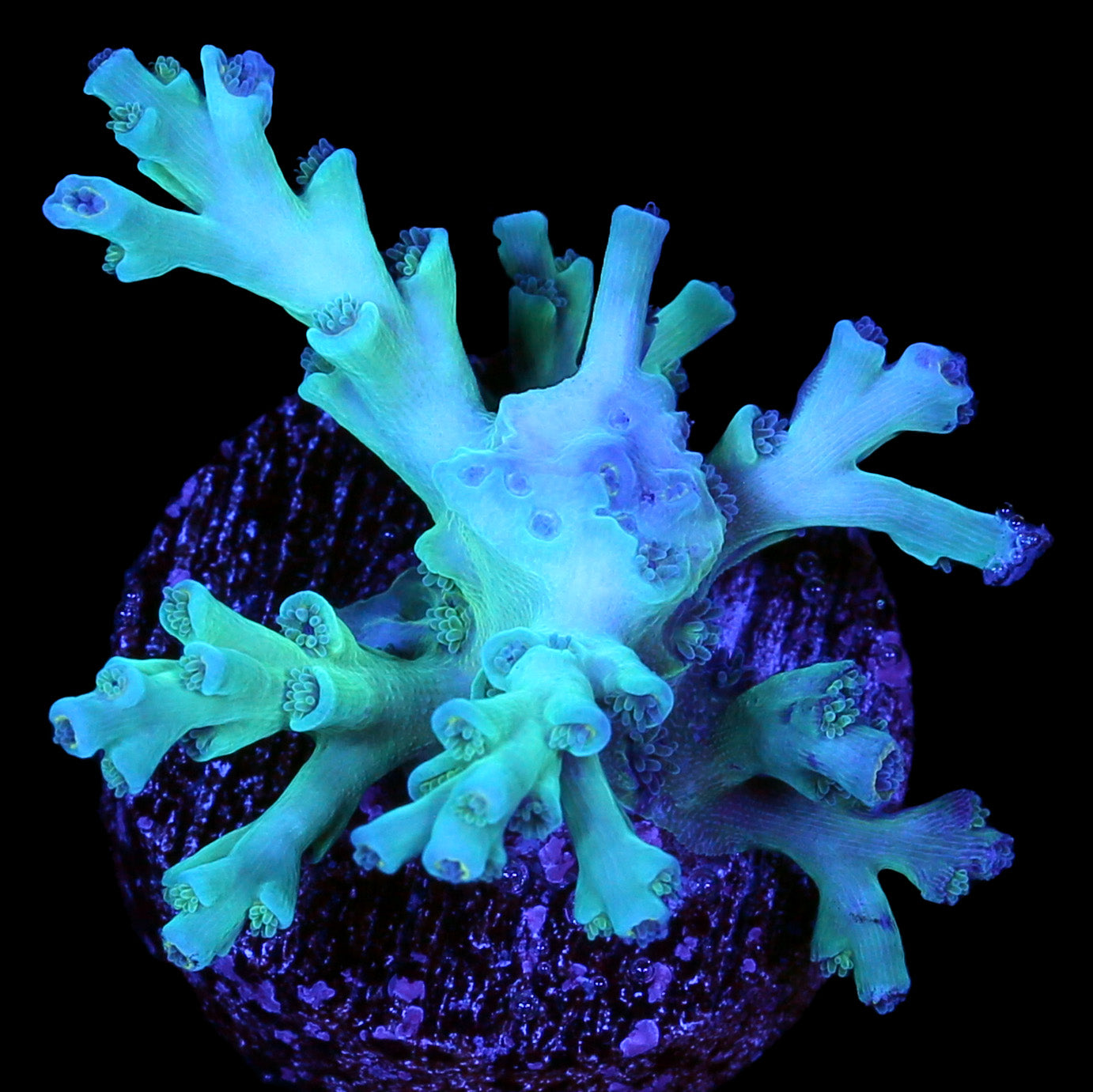 Ice Fire Echinata Acropora Coral