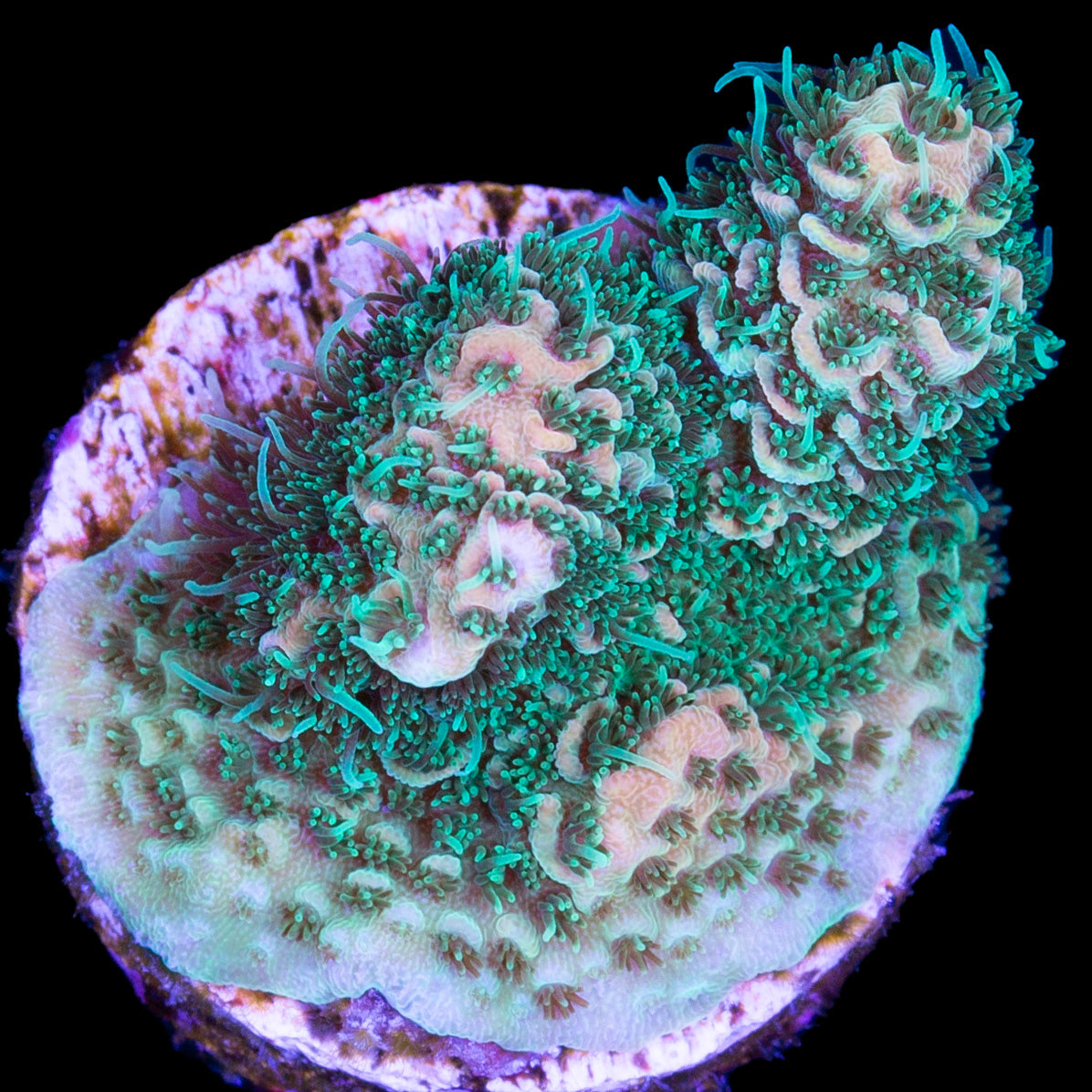 Crazy Peach Millepora Acropora Coral