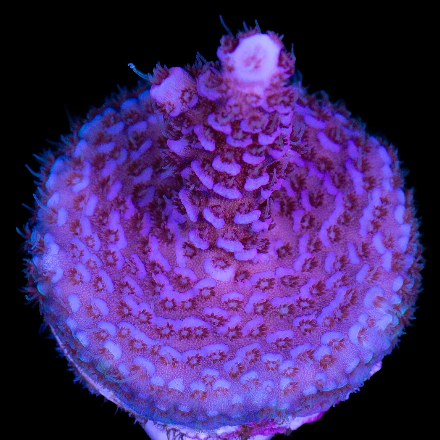 Blue Dream Millepora Acropora Coral