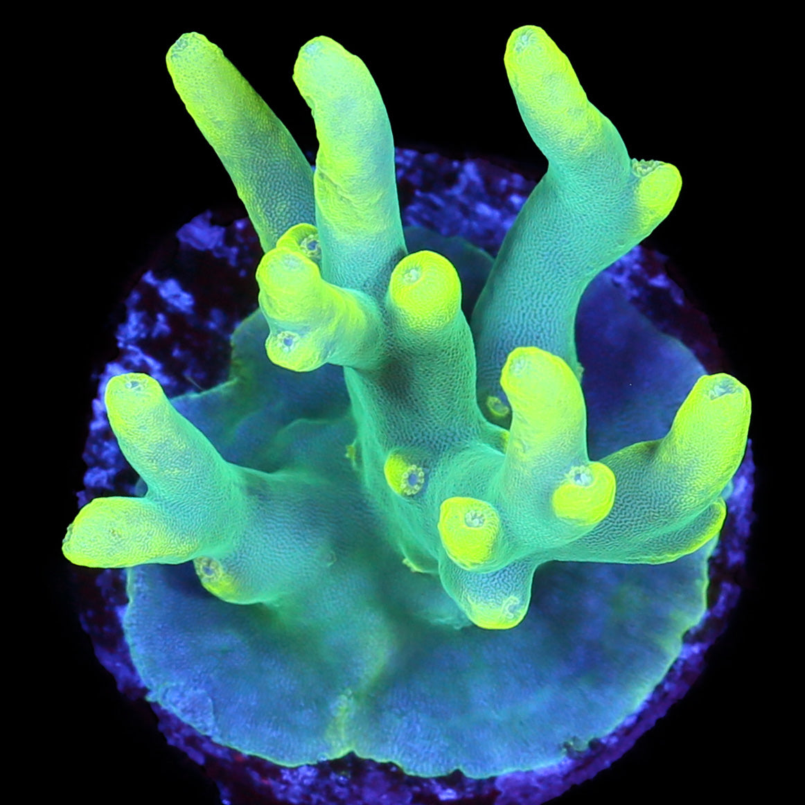 Vivid's Glowstick Acropora Caroliniana Coral