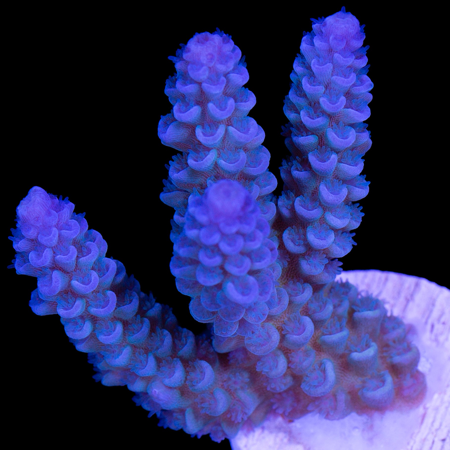Ultra Blue Tenuis Acropora Coral
