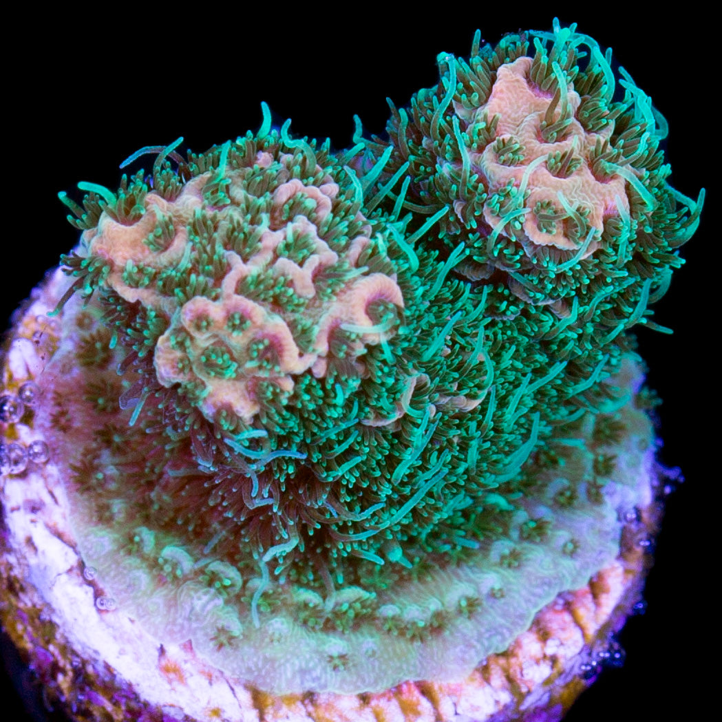 Crazy Peach Millepora Acropora Coral