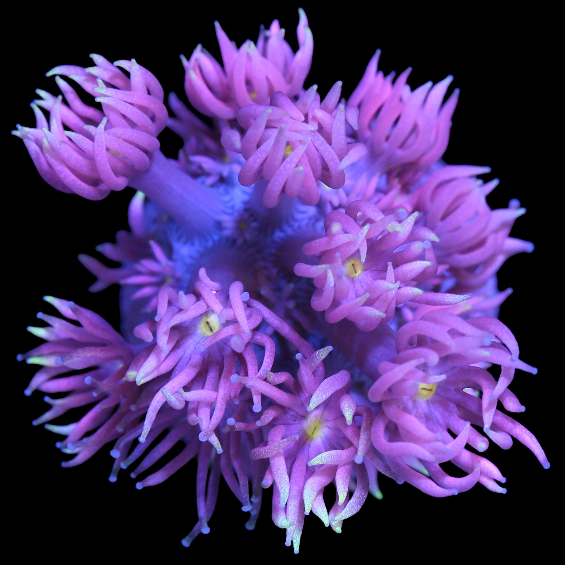 Pink Firefly Goniopora Coral