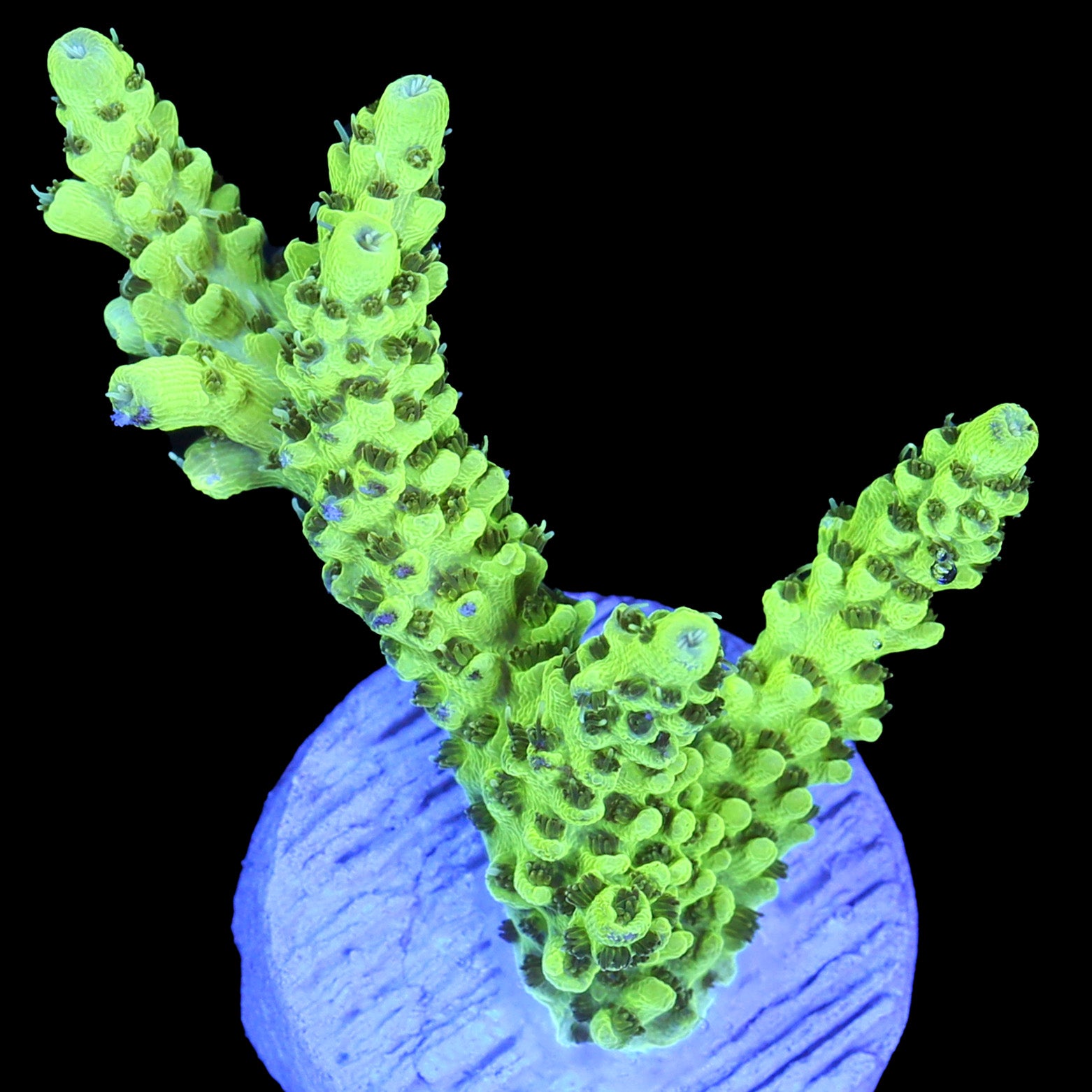 Electric Lemon Acropora Coral