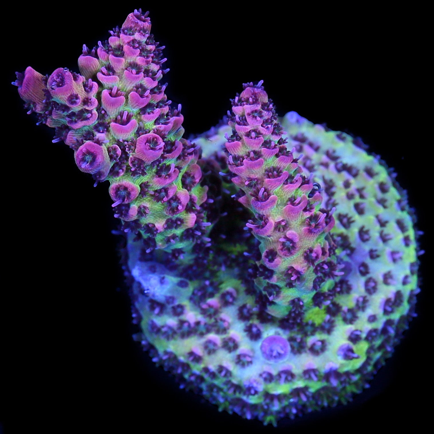 Festive Acropora Coral