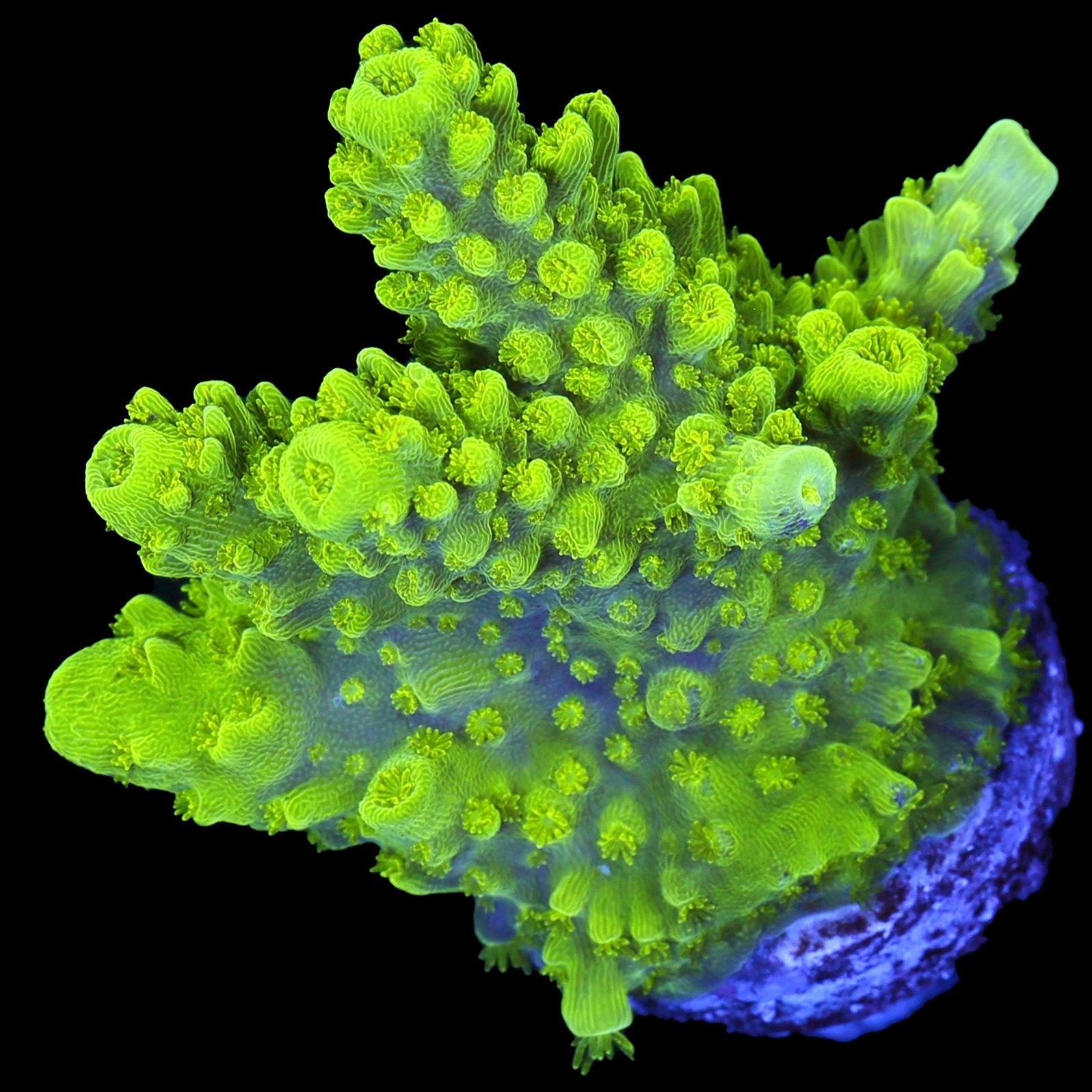 Bali Slimer Acropora Coral - Chunky Frag