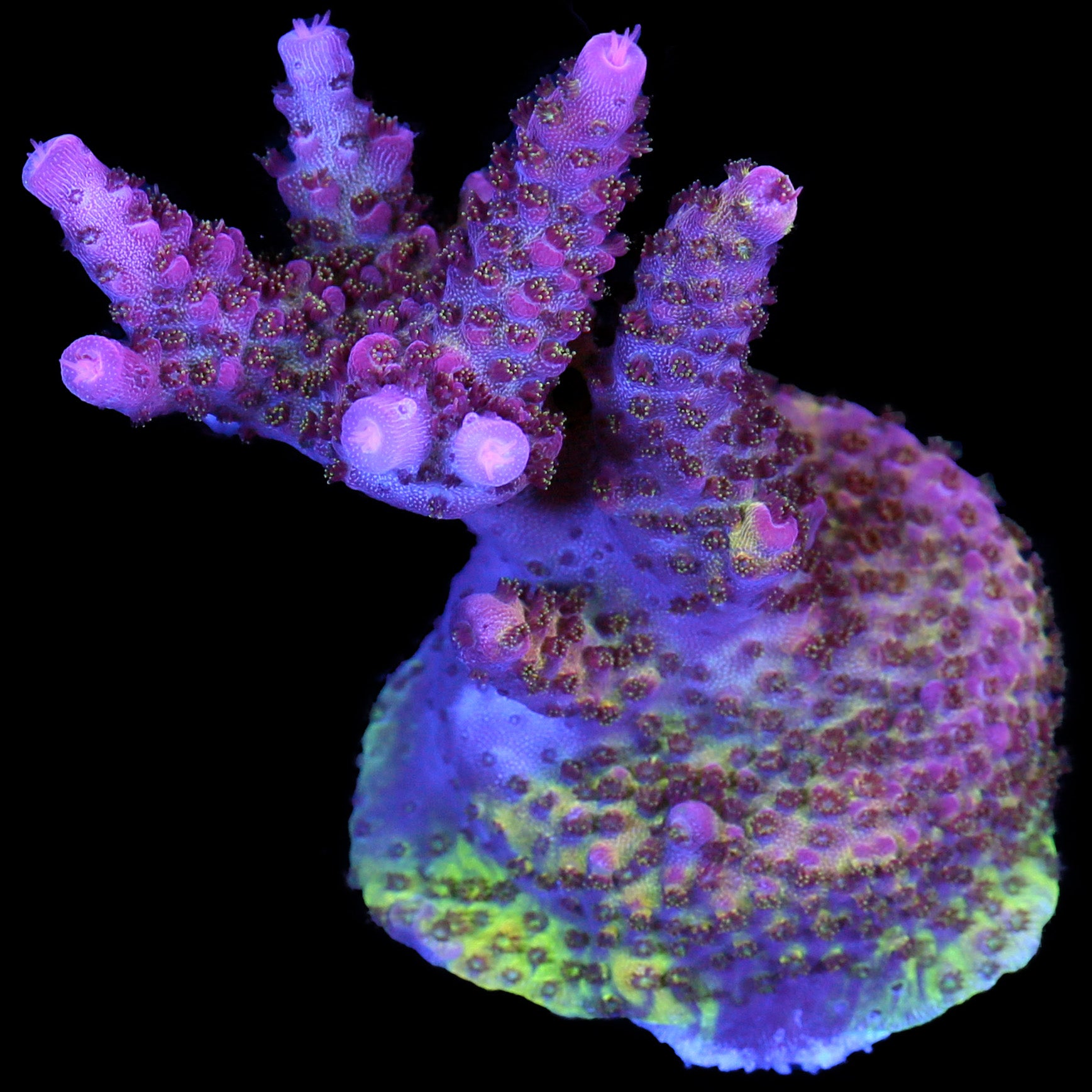 PC Rainbow Acropora Coral - Lg Frag