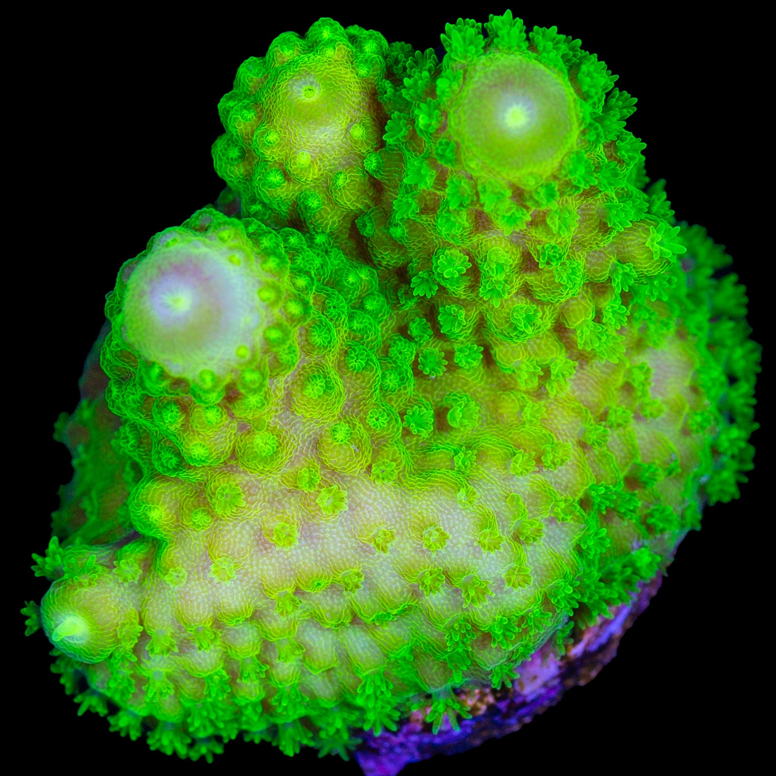 Laser Beam Acropora Coral