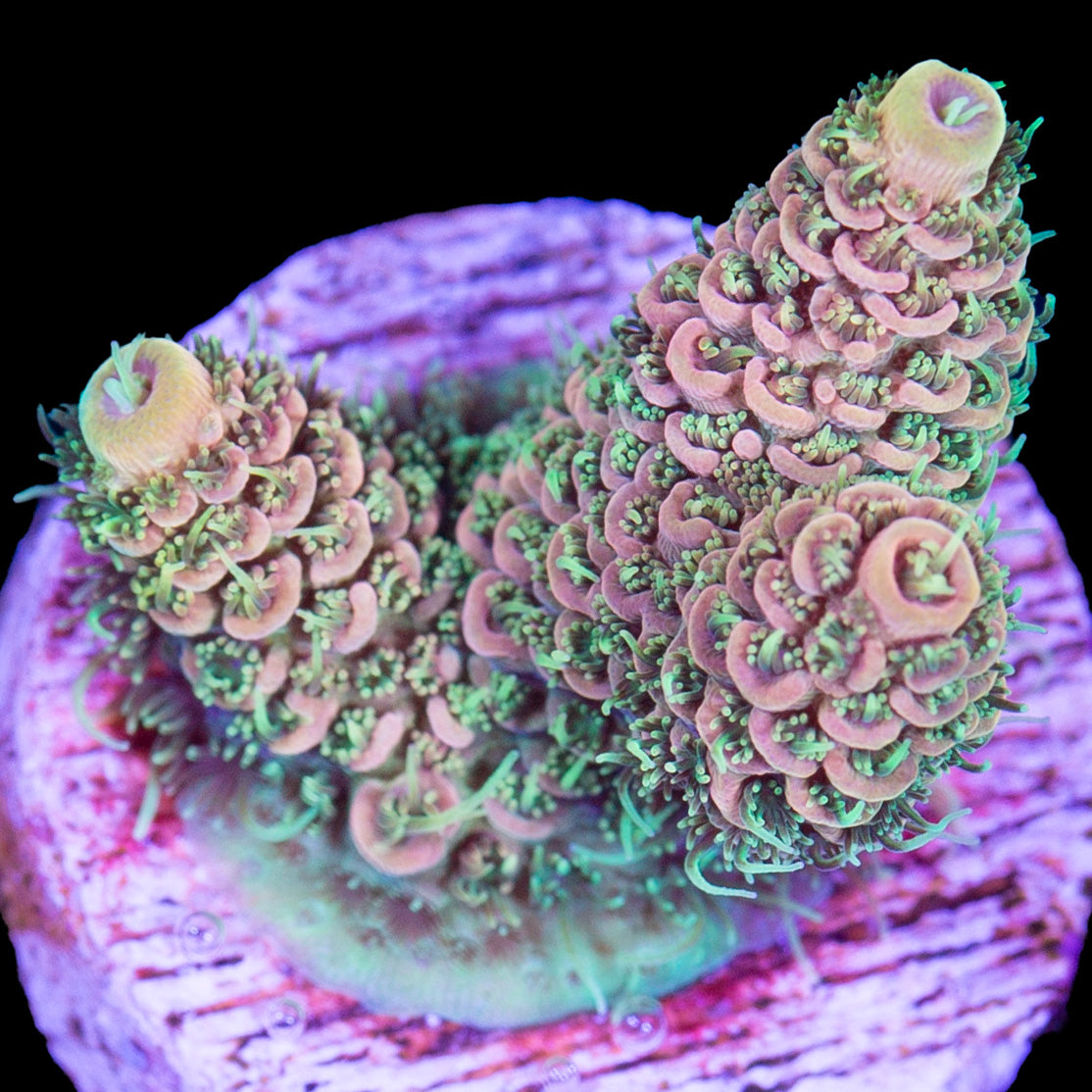 Super Peachy Millepora Acropora Coral