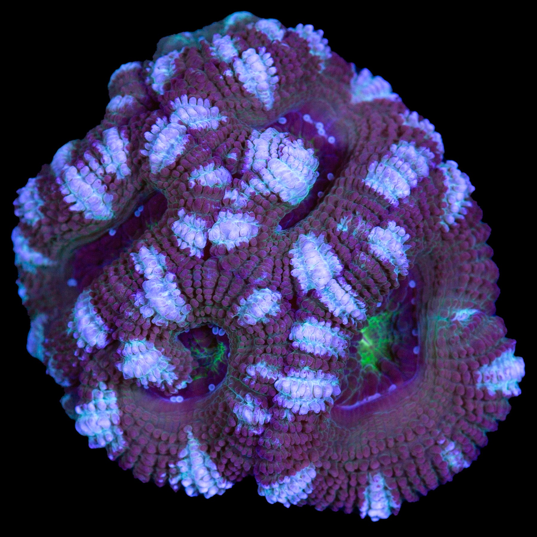 White Streak Acan Coral