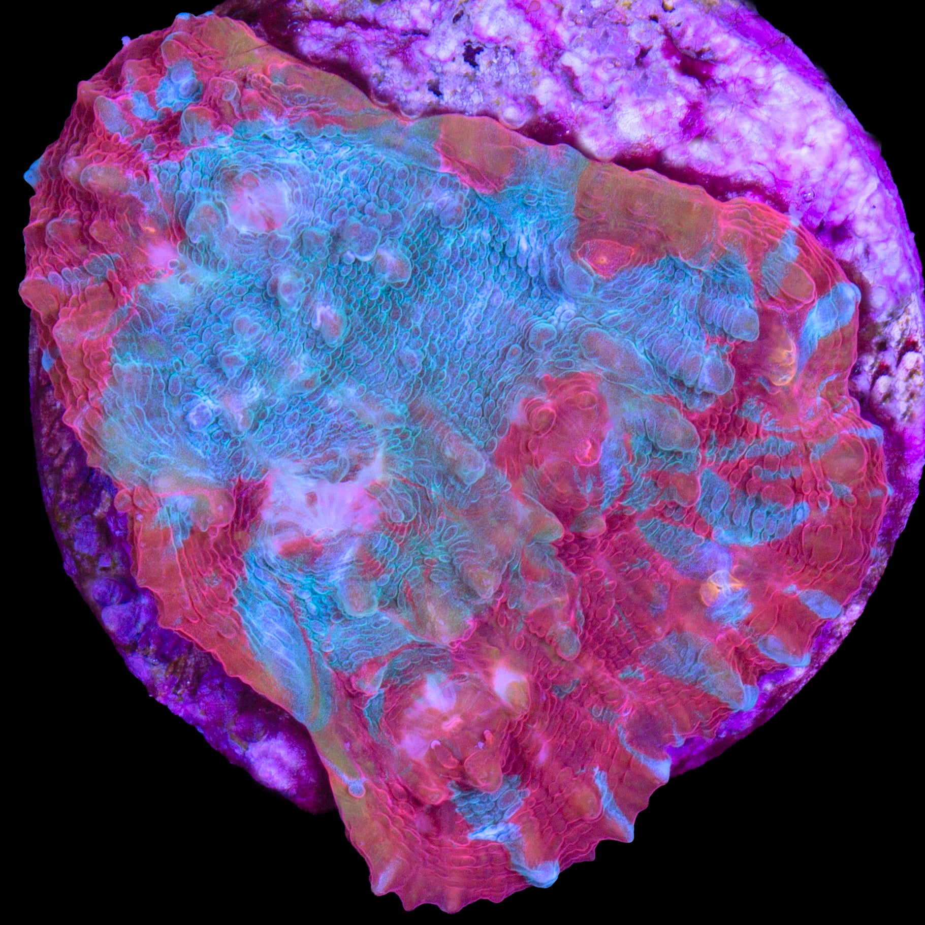 Hot Tamale Echinophyllia Coral