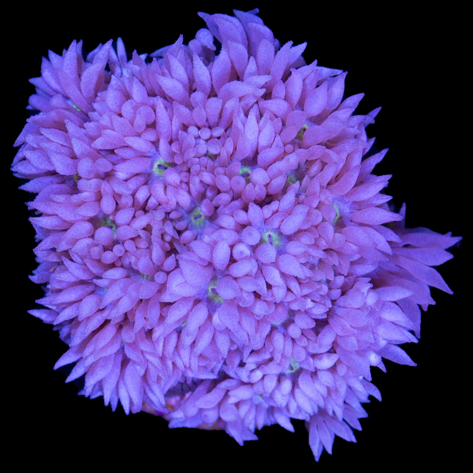 Purple Goniopora Coral