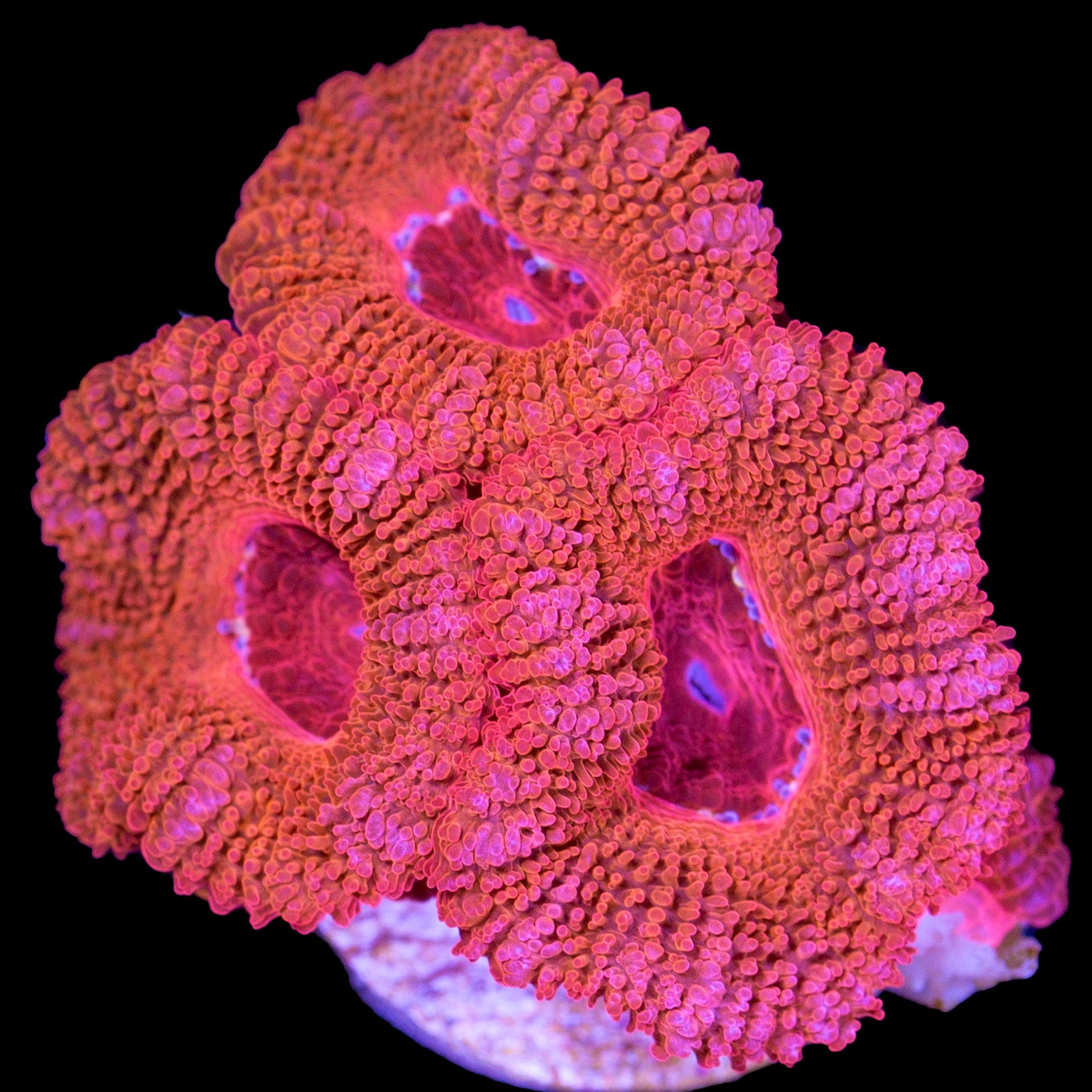 Red Acan Lord Coral