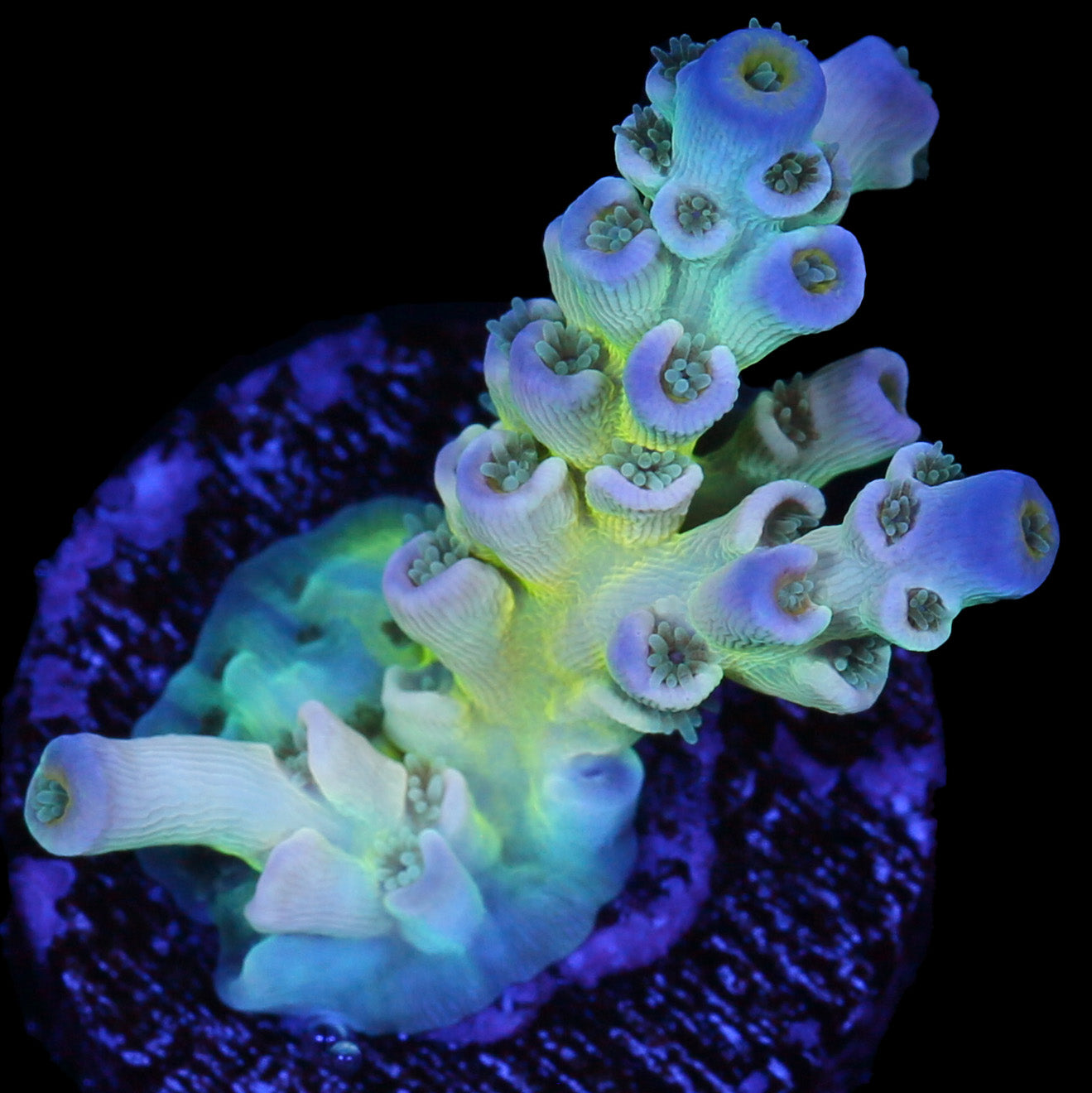 Vivid's Cold Fusion Acropora Coral - 1st Release