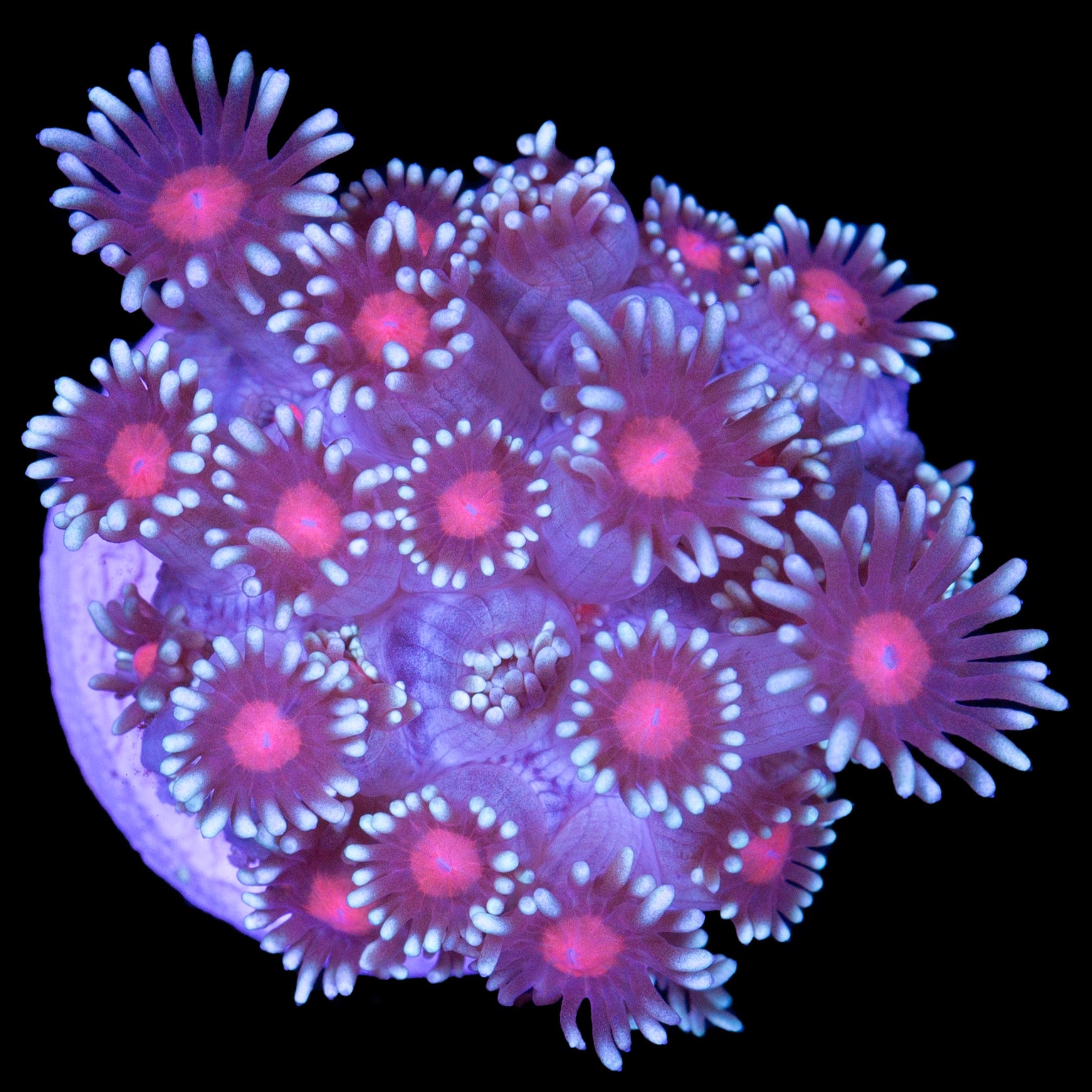 Vivid's Sakura Goniopora Coral