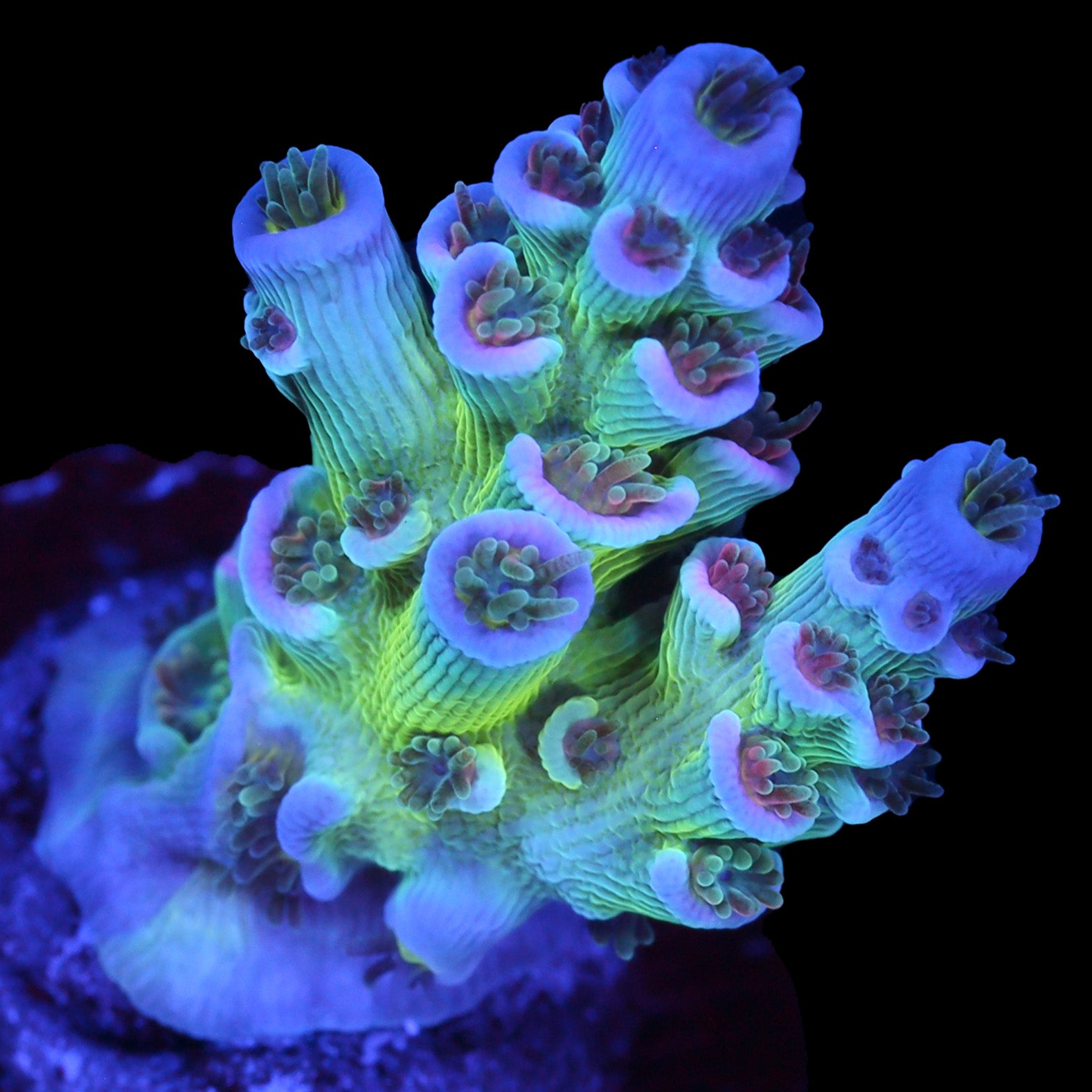 CC Pink Highlighter Acropora Coral