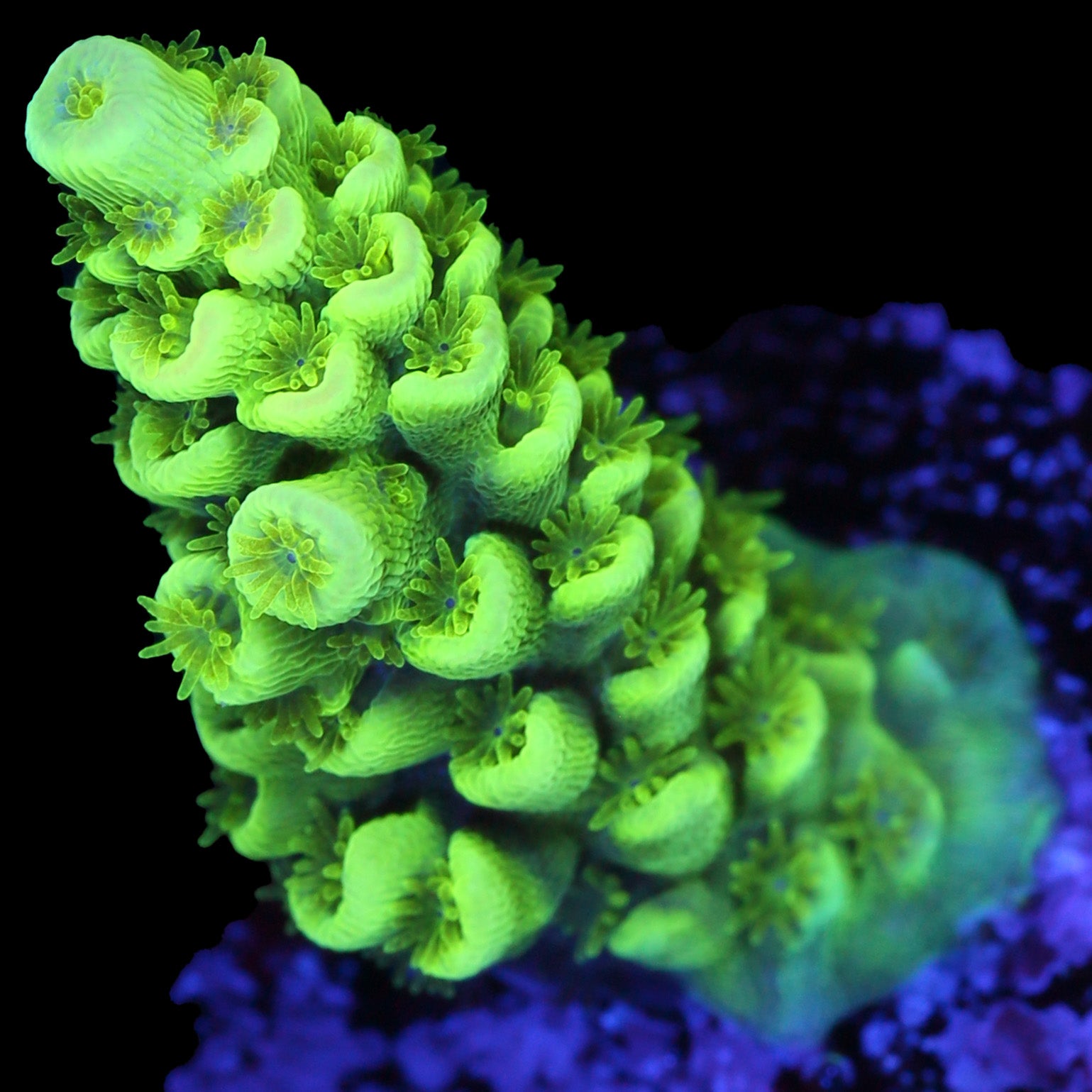 Highlighter Tenuis Acropora Coral