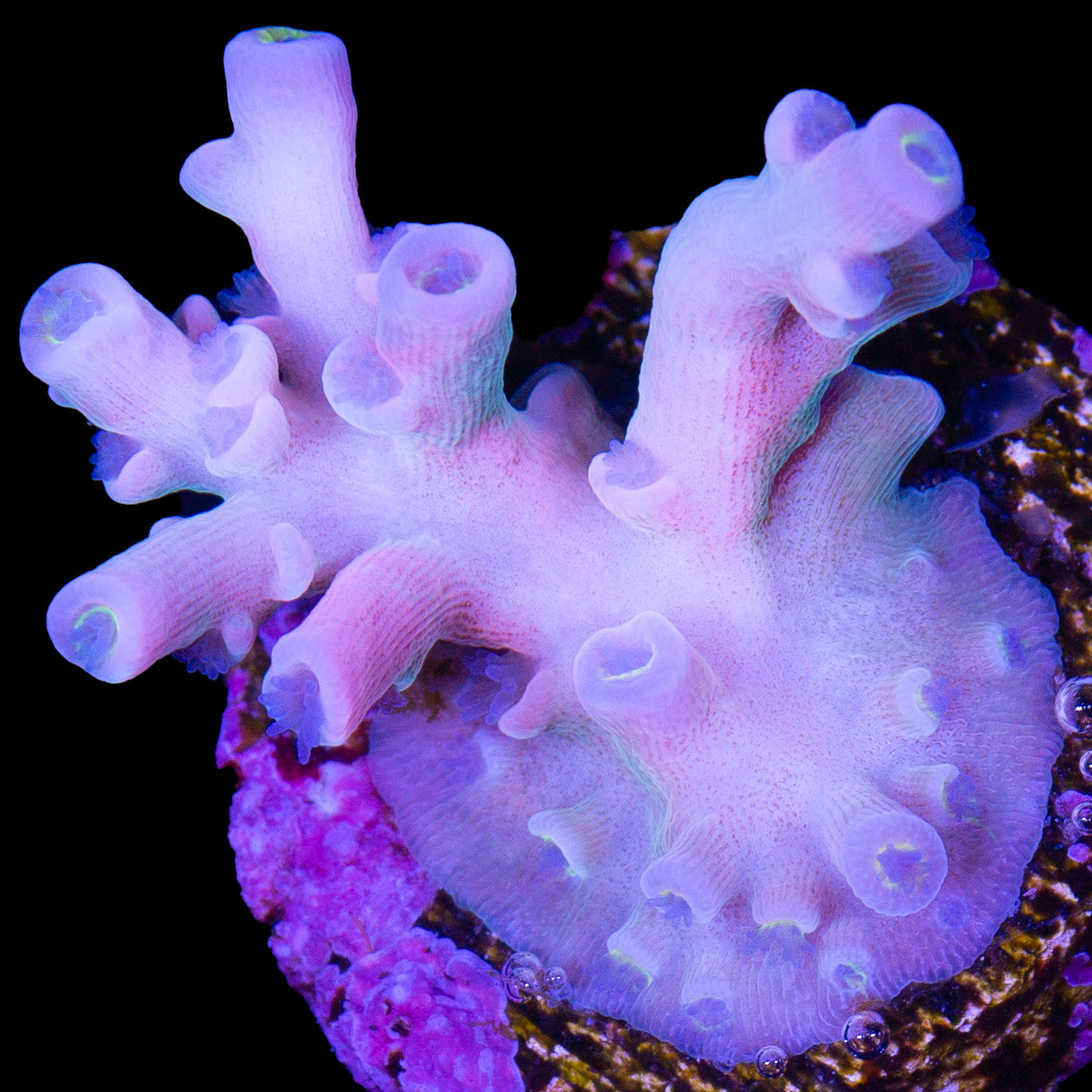 Vivid insanity Acropora Coral