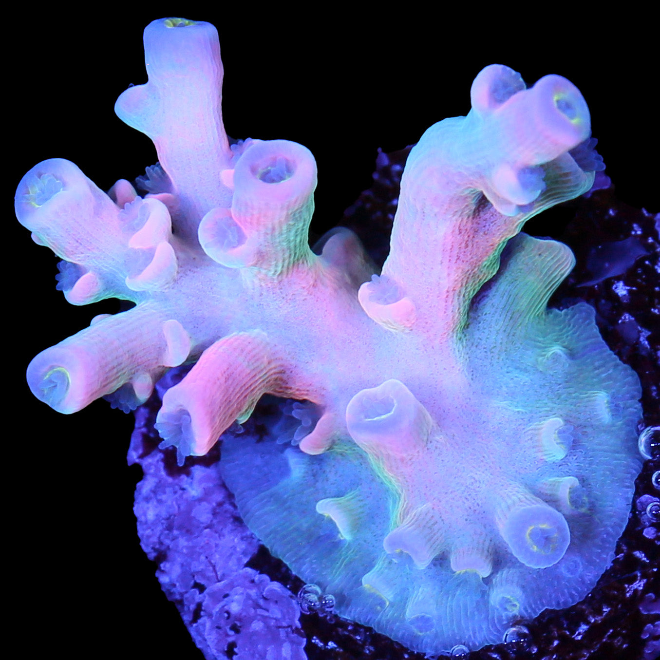 Vivid insanity Acropora Coral