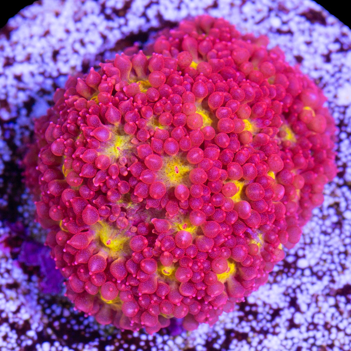 Strawberry Fields Bernardpora Coral