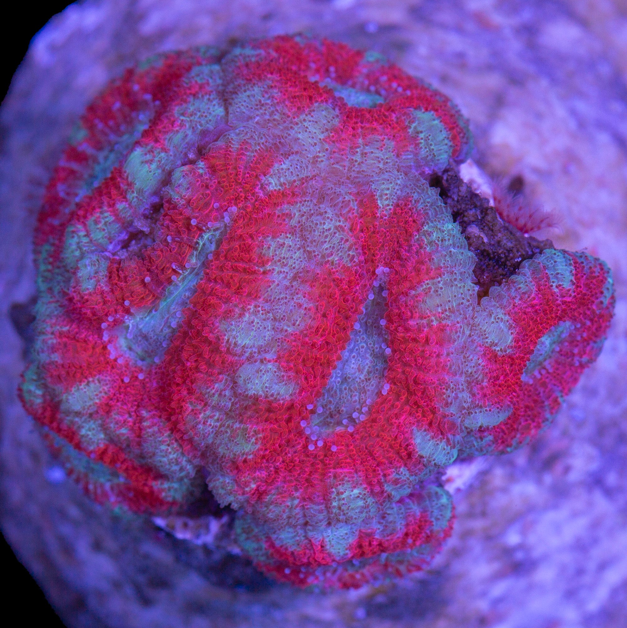 Festive Acan Coral