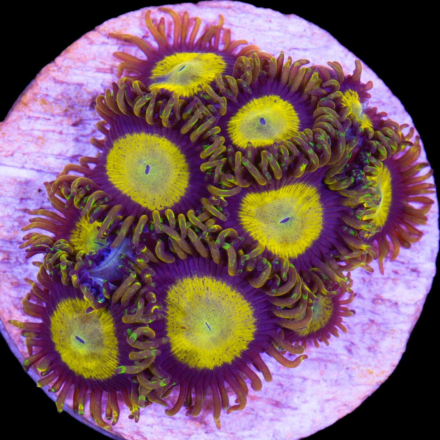 Vivid's King Midas Zoanthids