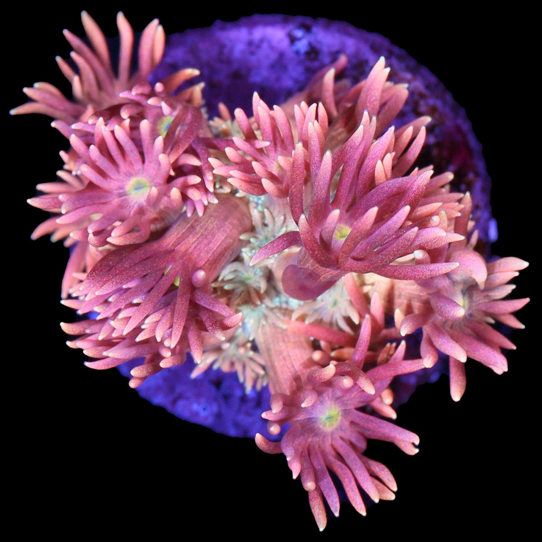 Ultra Goniopora Coral