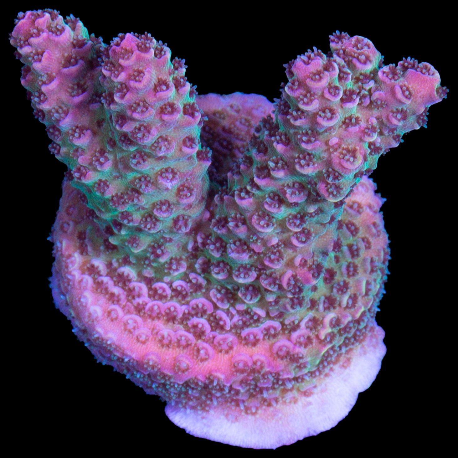Festive Acropora Coral