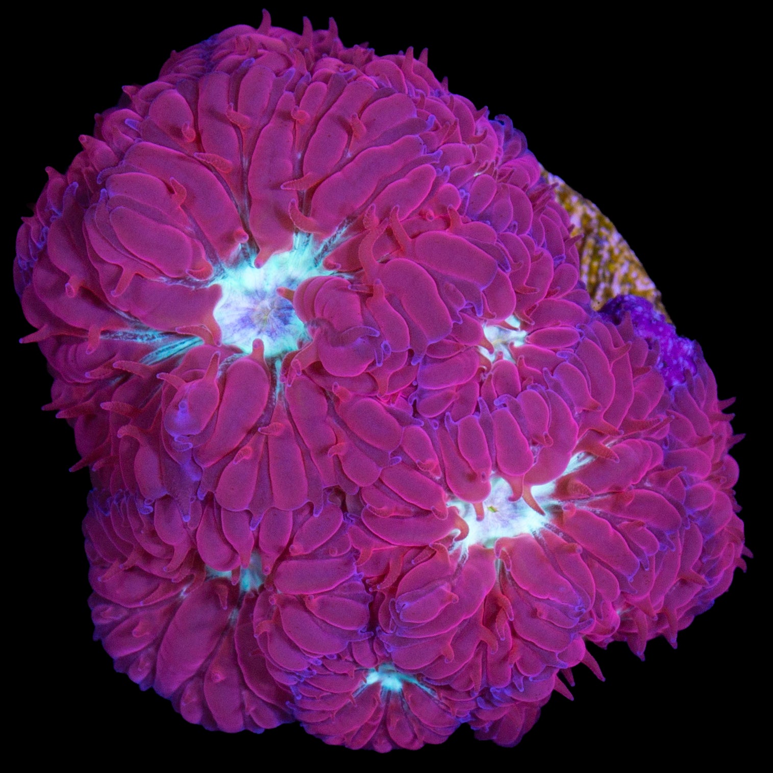 Appleberry Blastomussa Merletti Coral