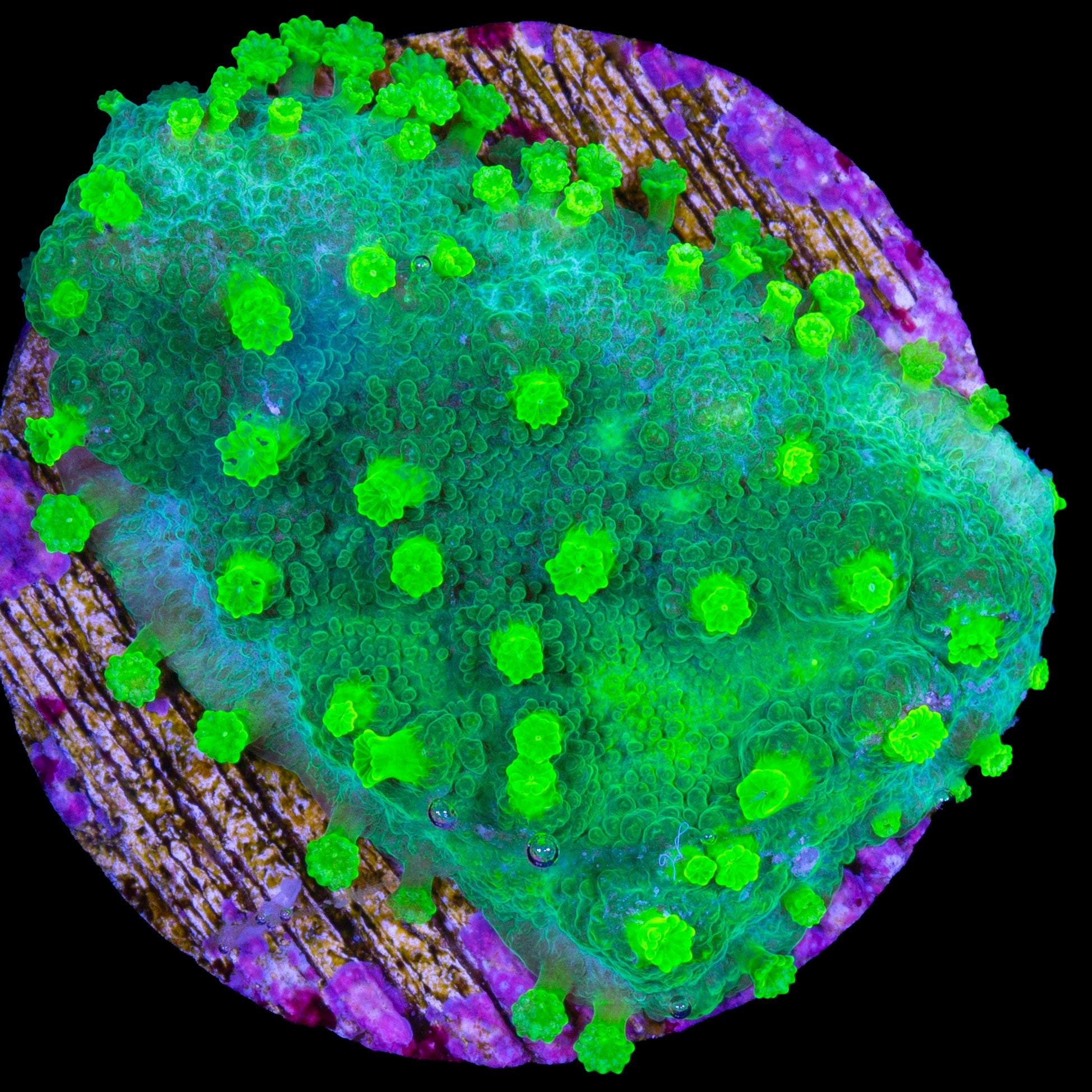 Vivid's Toxic Cyphastrea Coral