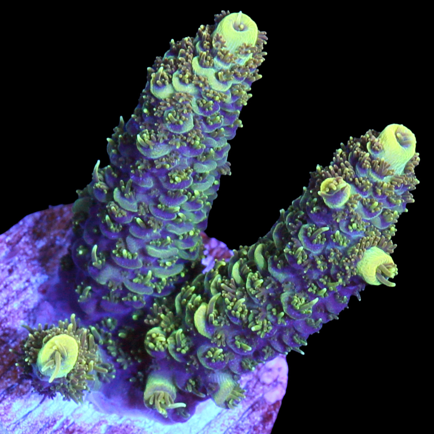 Sunshine Millepora Acropora Coral